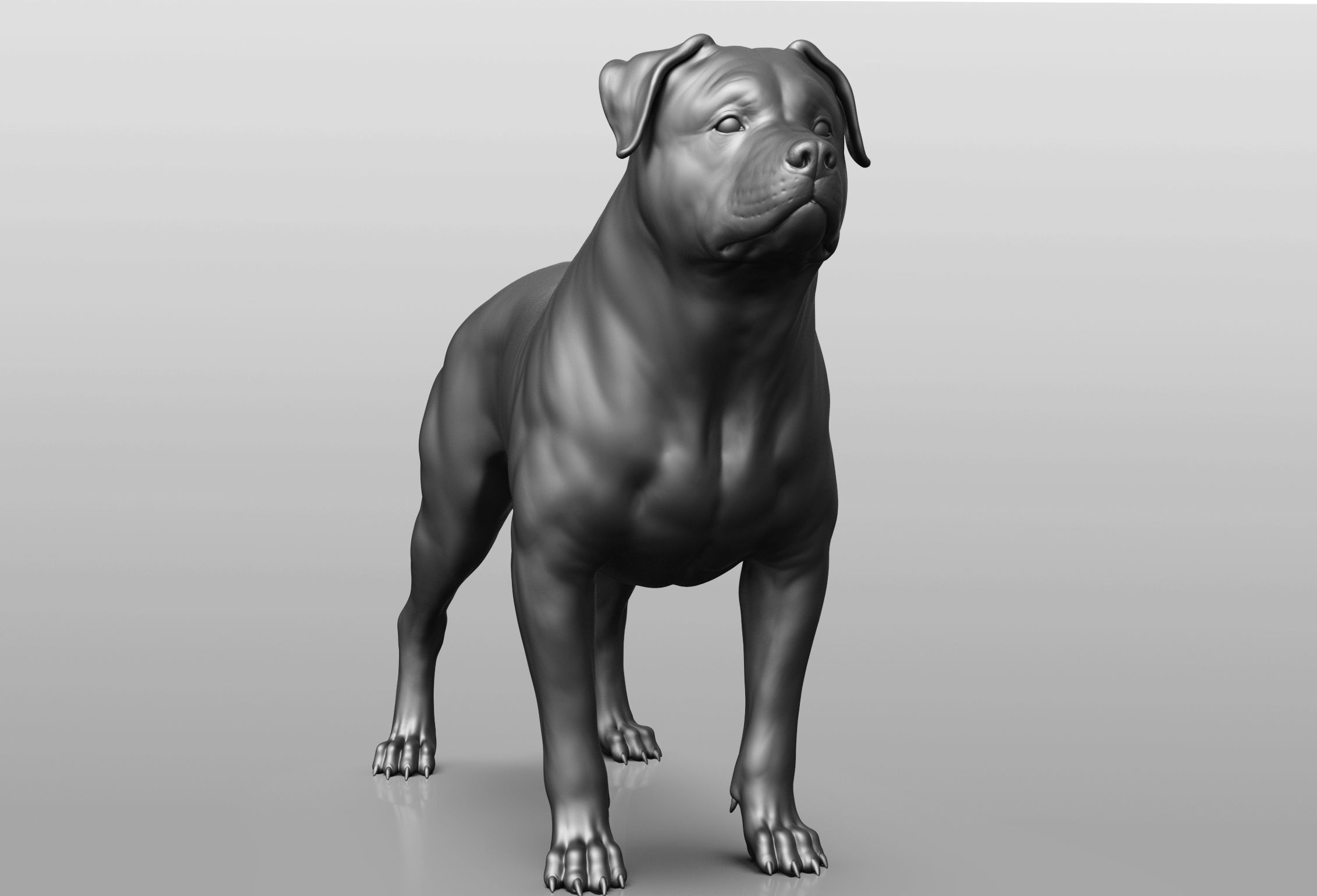 Dog breed collection  8 types of dogs 3D model_18