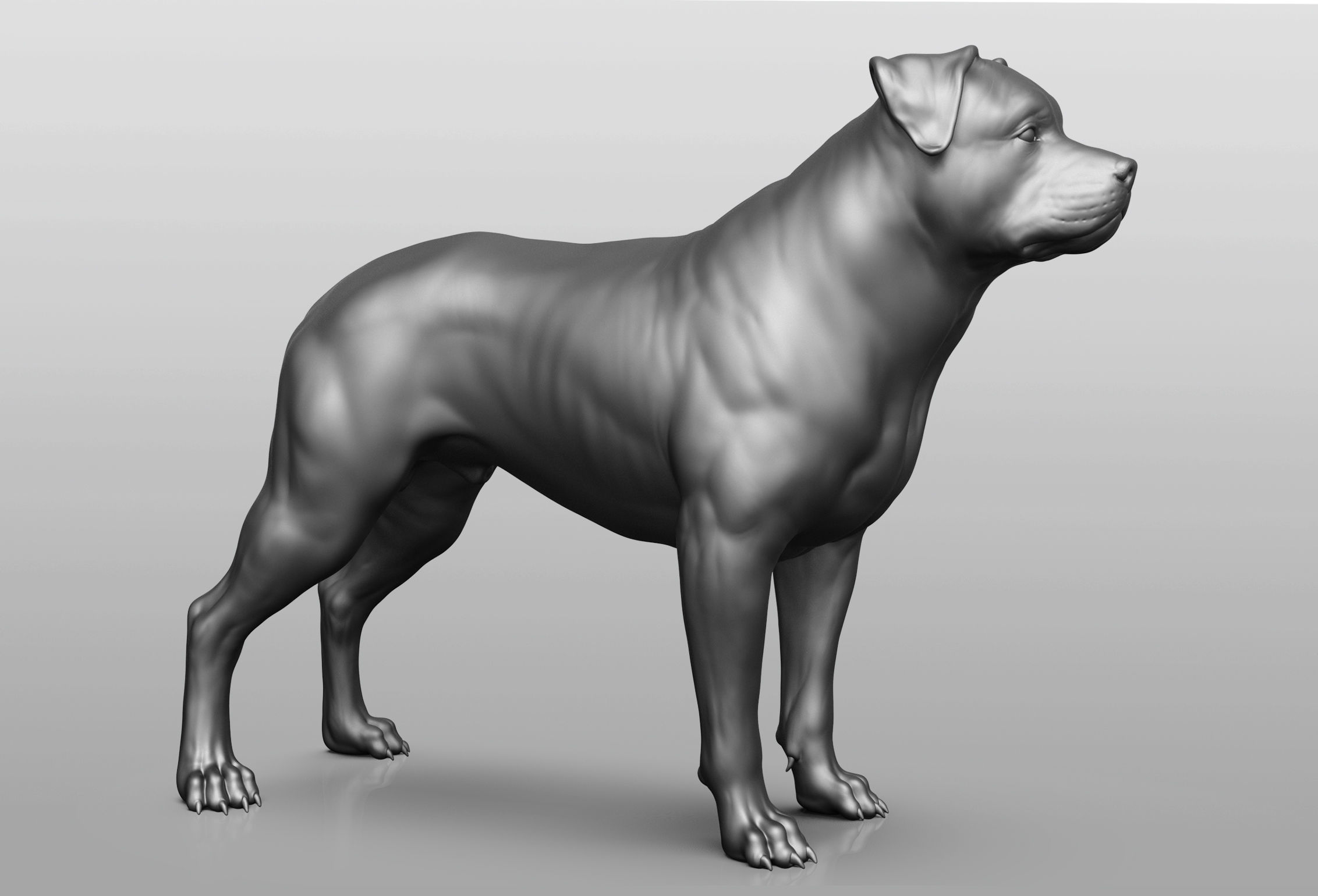 Dog breed collection  8 types of dogs 3D model_15
