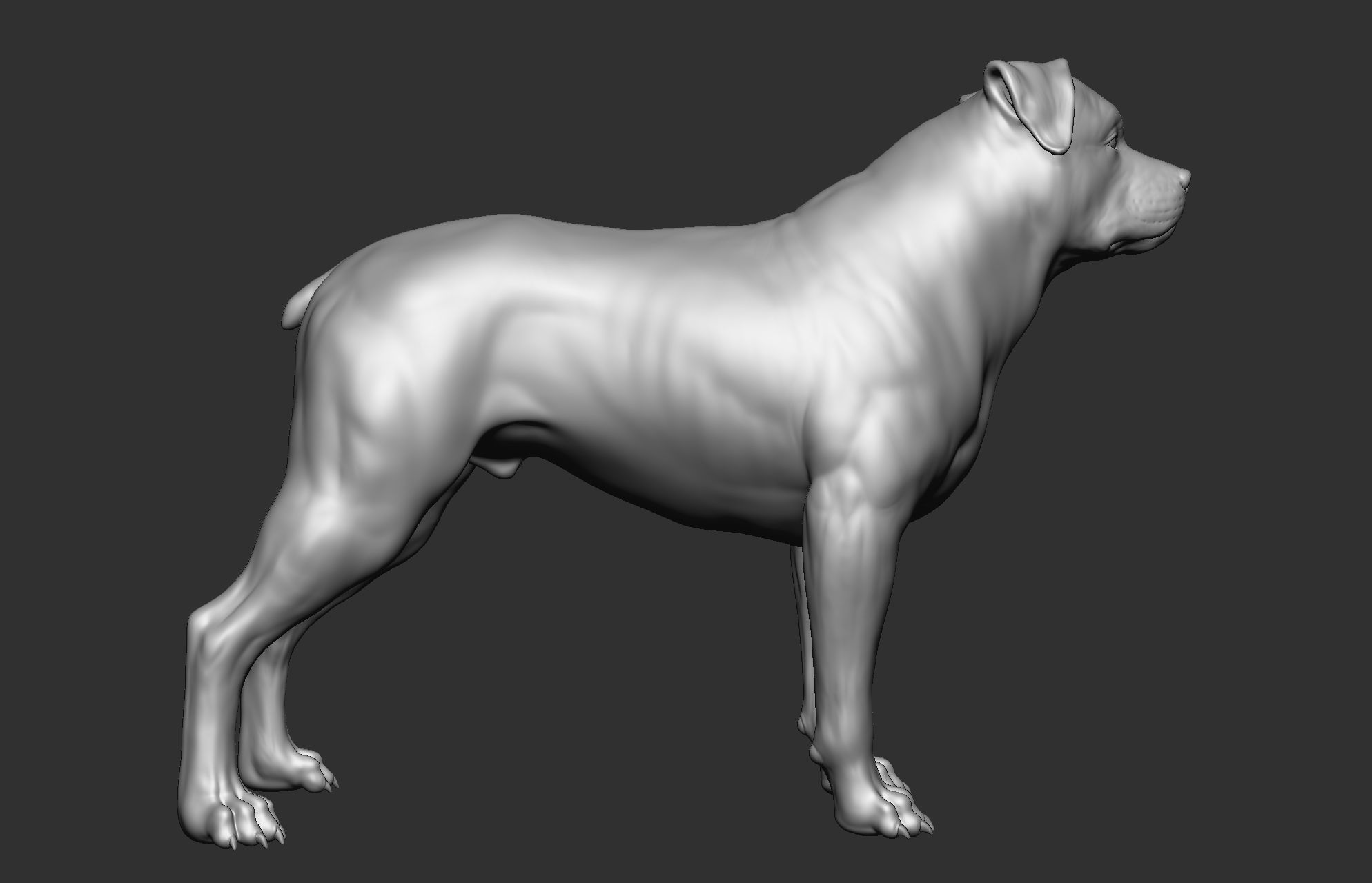 Dog breed collection  8 types of dogs 3D model_23