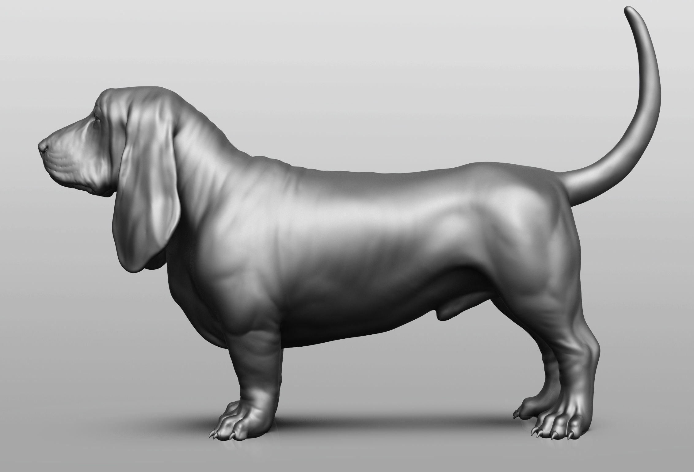 Dog breed collection  8 types of dogs 3D model_30