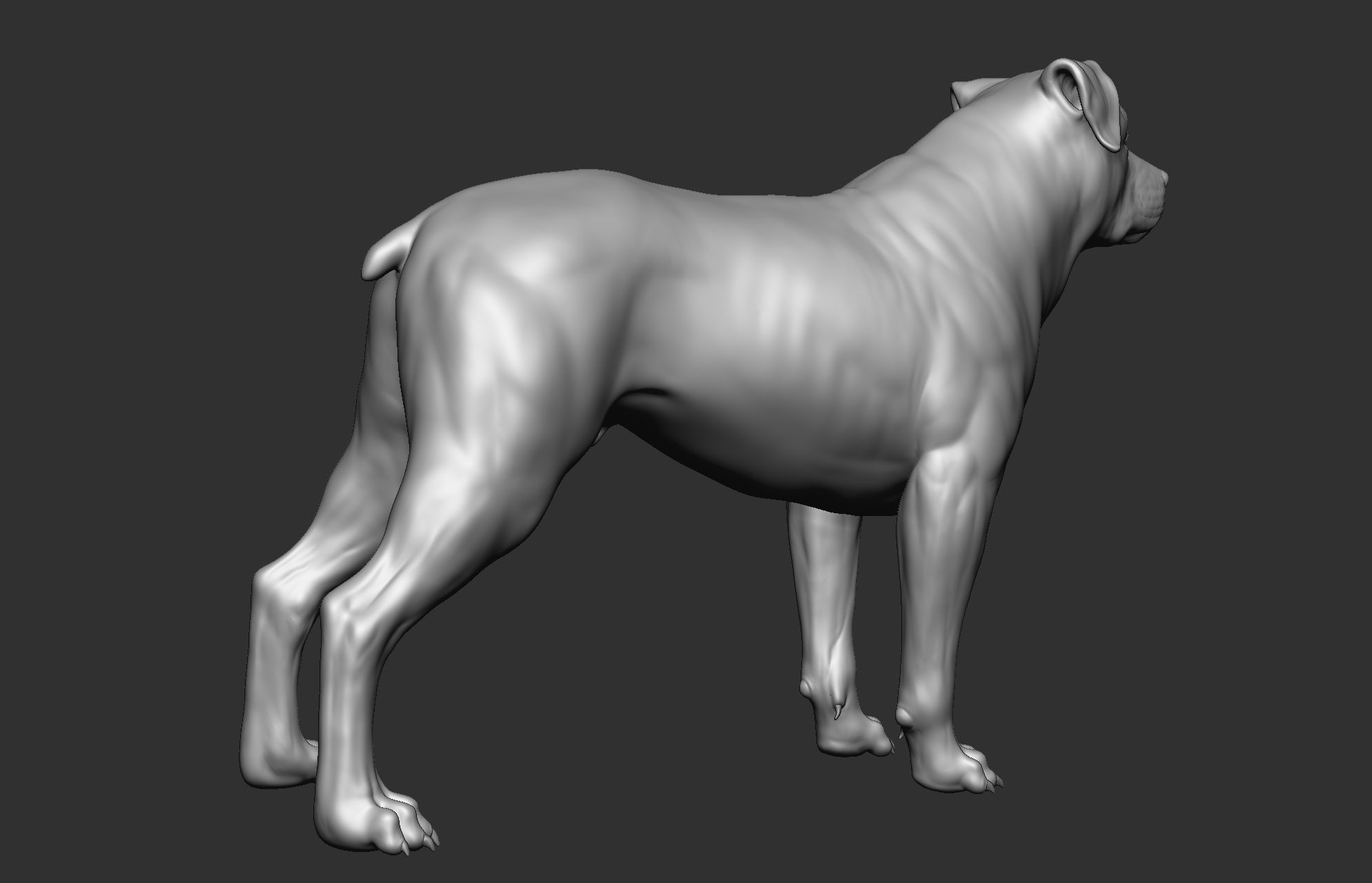 Dog breed collection  8 types of dogs 3D model_27