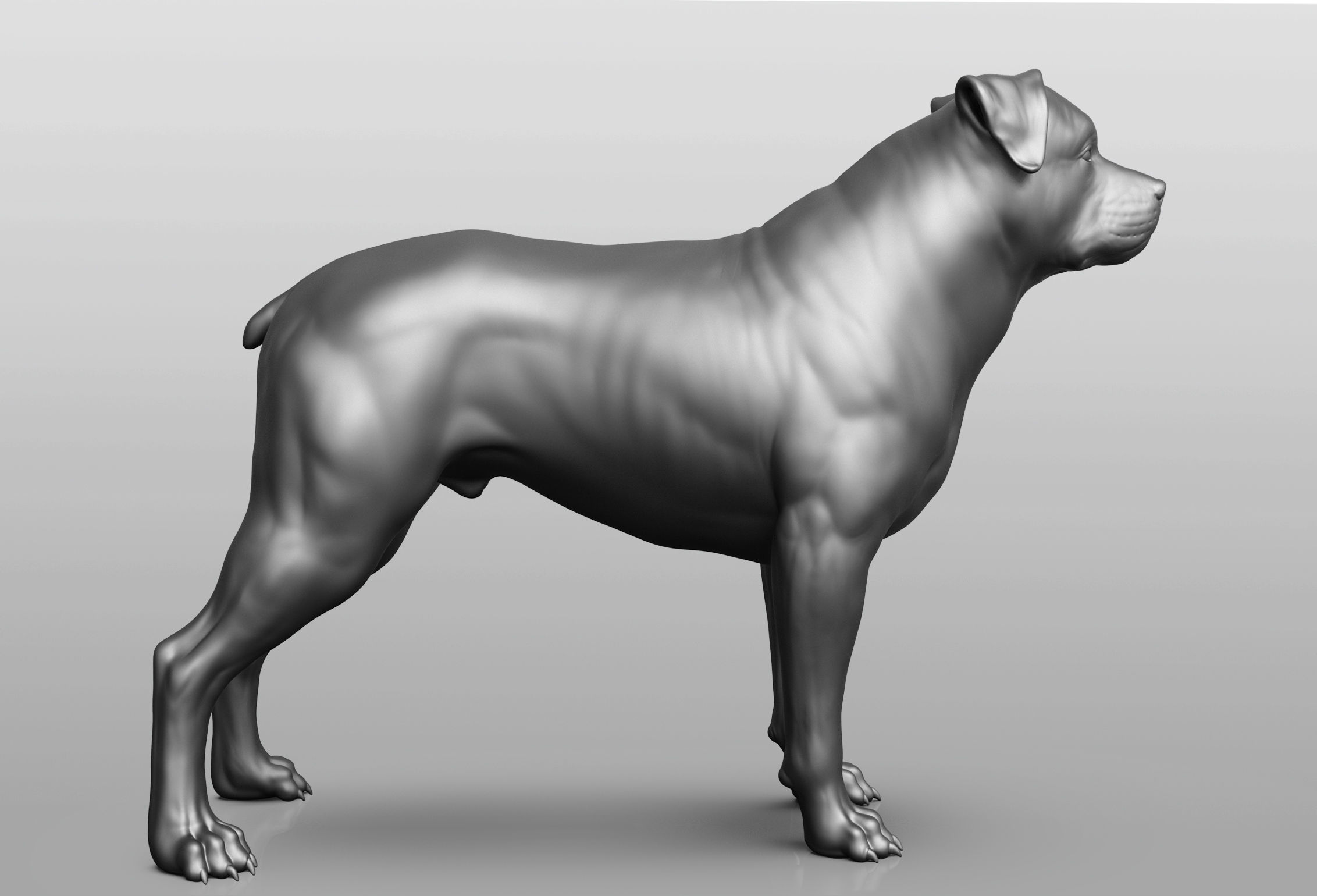 Dog breed collection  8 types of dogs 3D model_16