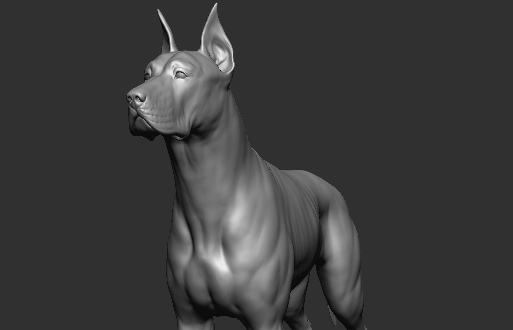 Dog breed collection  8 types of dogs 3D model_45