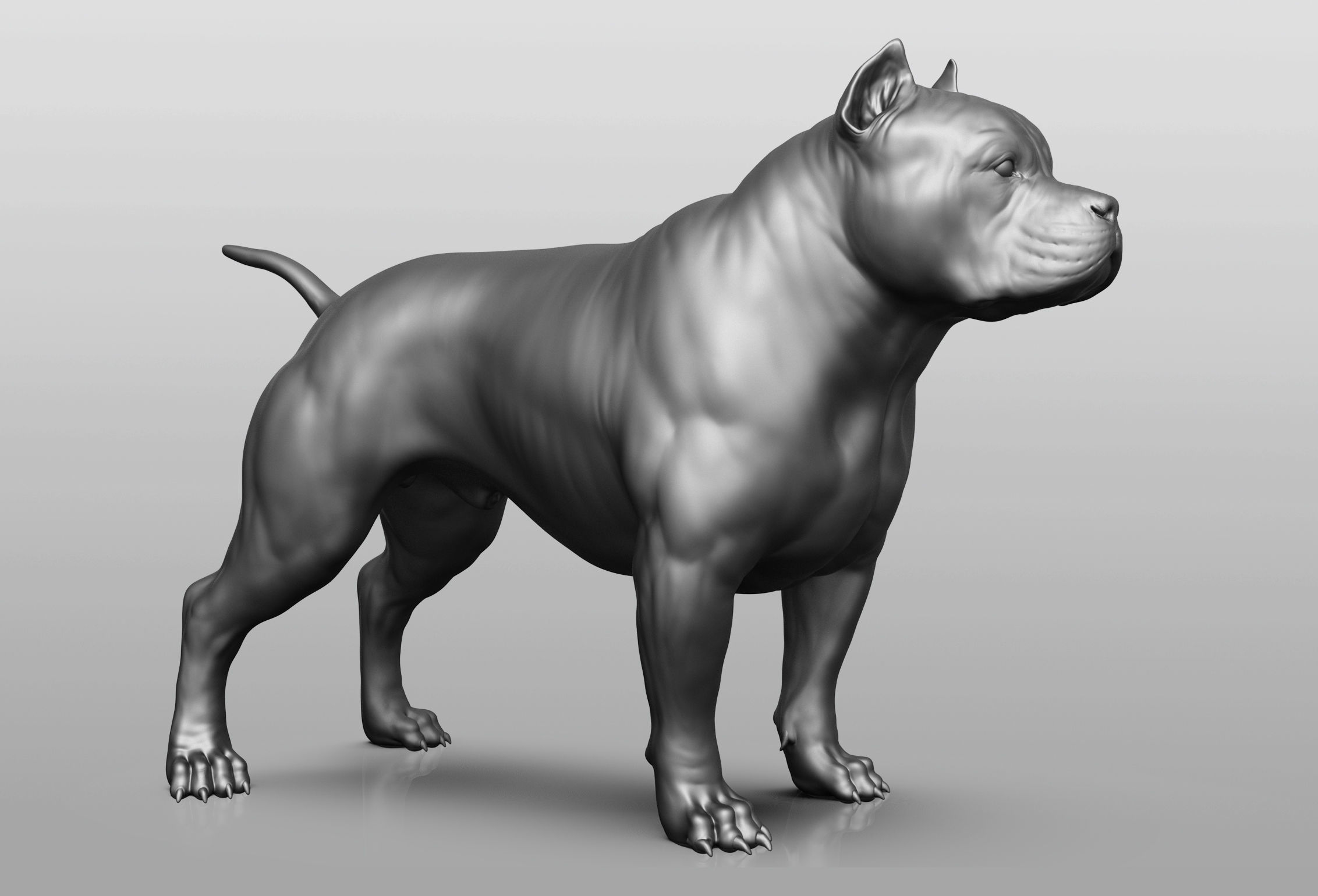 Dog breed collection  8 types of dogs 3D model_56