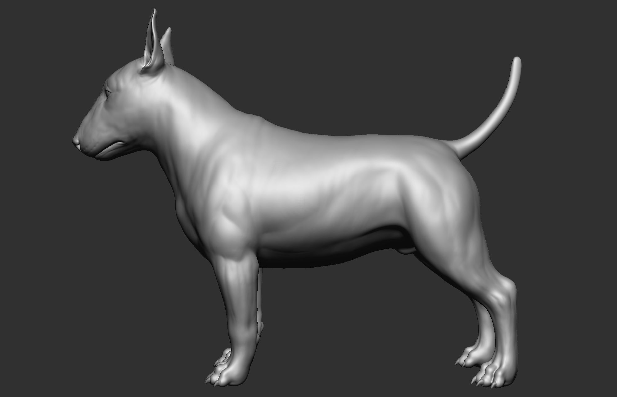 Dog breed collection  8 types of dogs 3D model_52