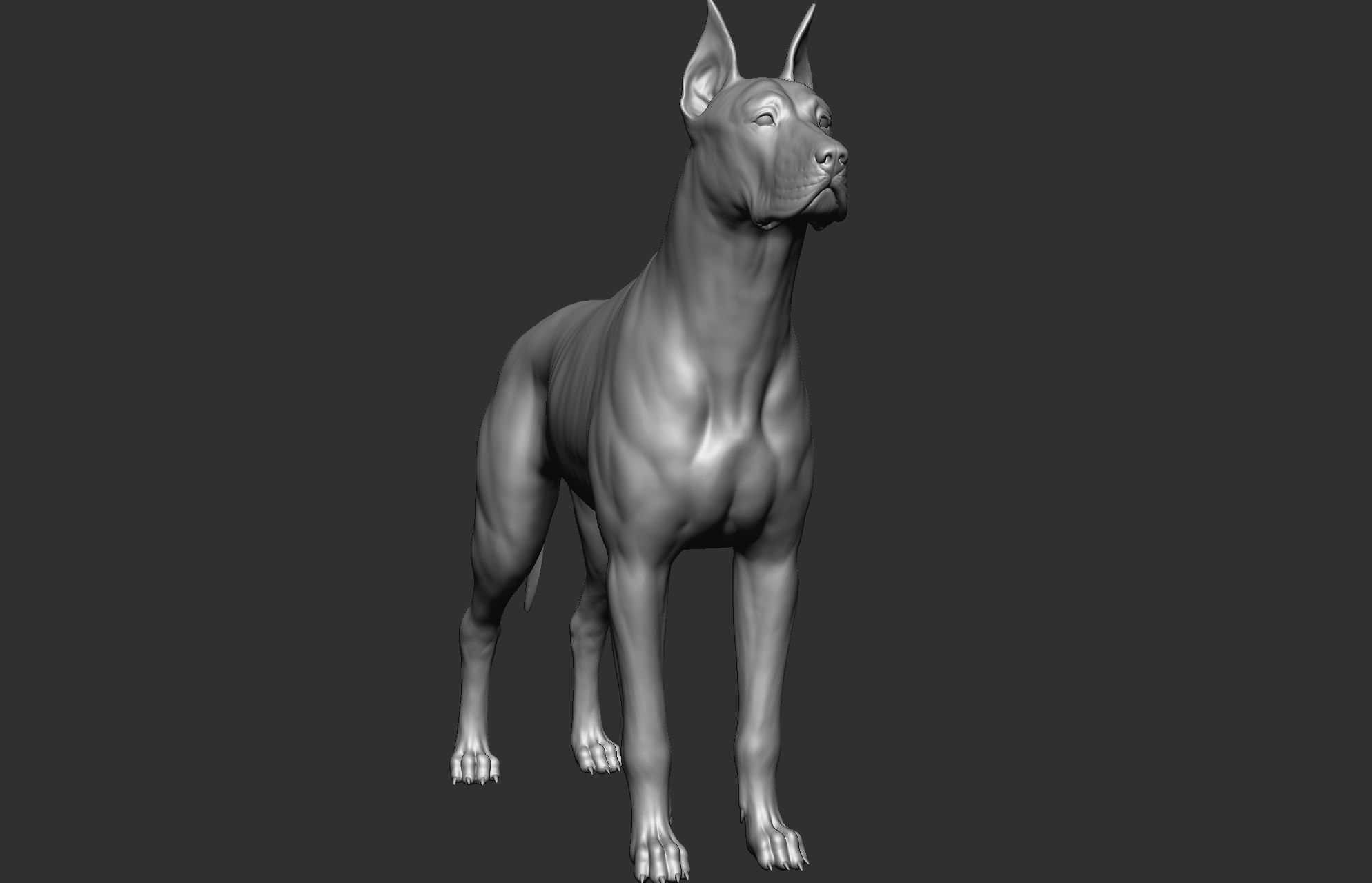 Dog breed collection  8 types of dogs 3D model_42