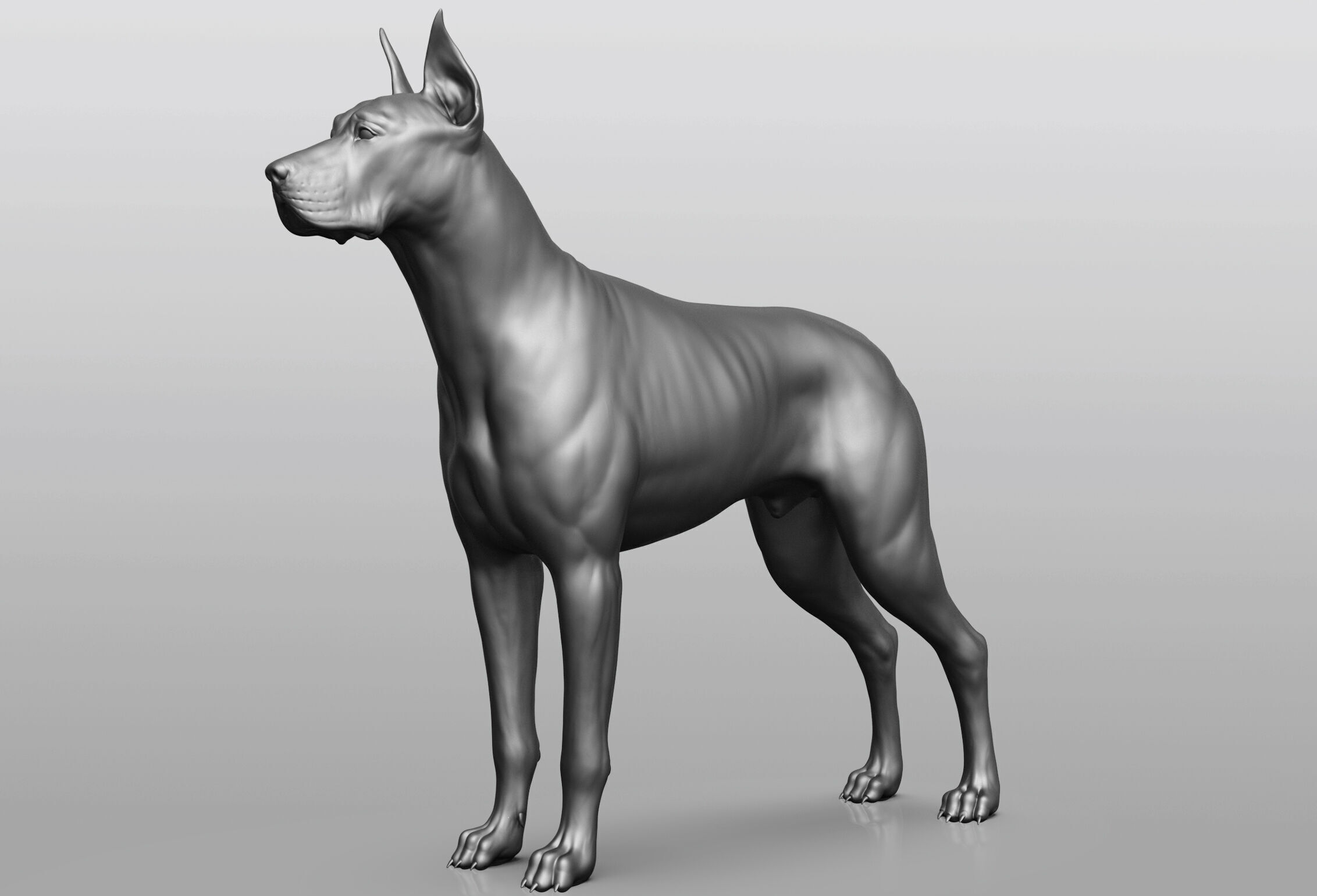 Dog breed collection  8 types of dogs 3D model_39