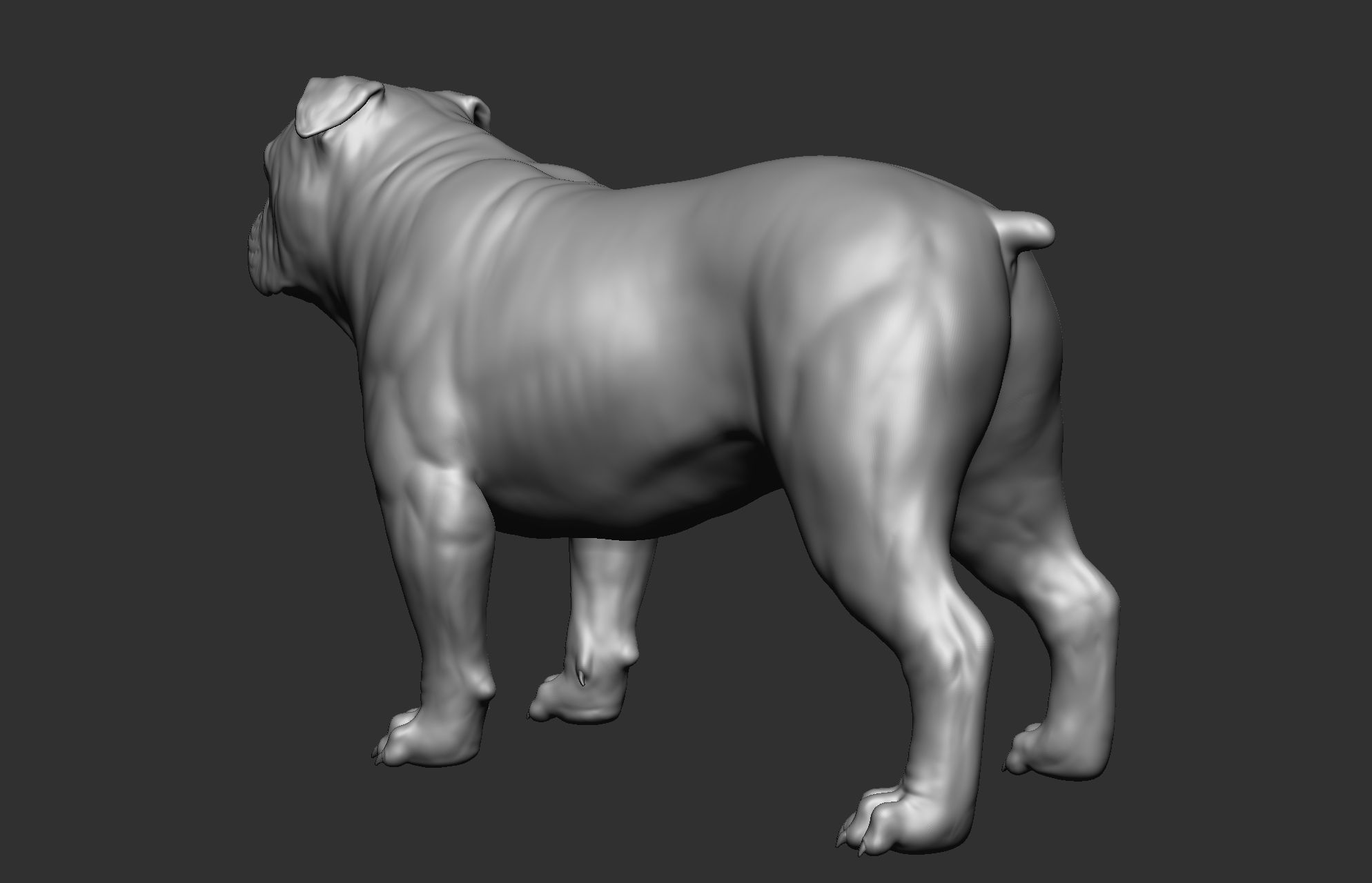 Dog breed collection  8 types of dogs 3D model_13