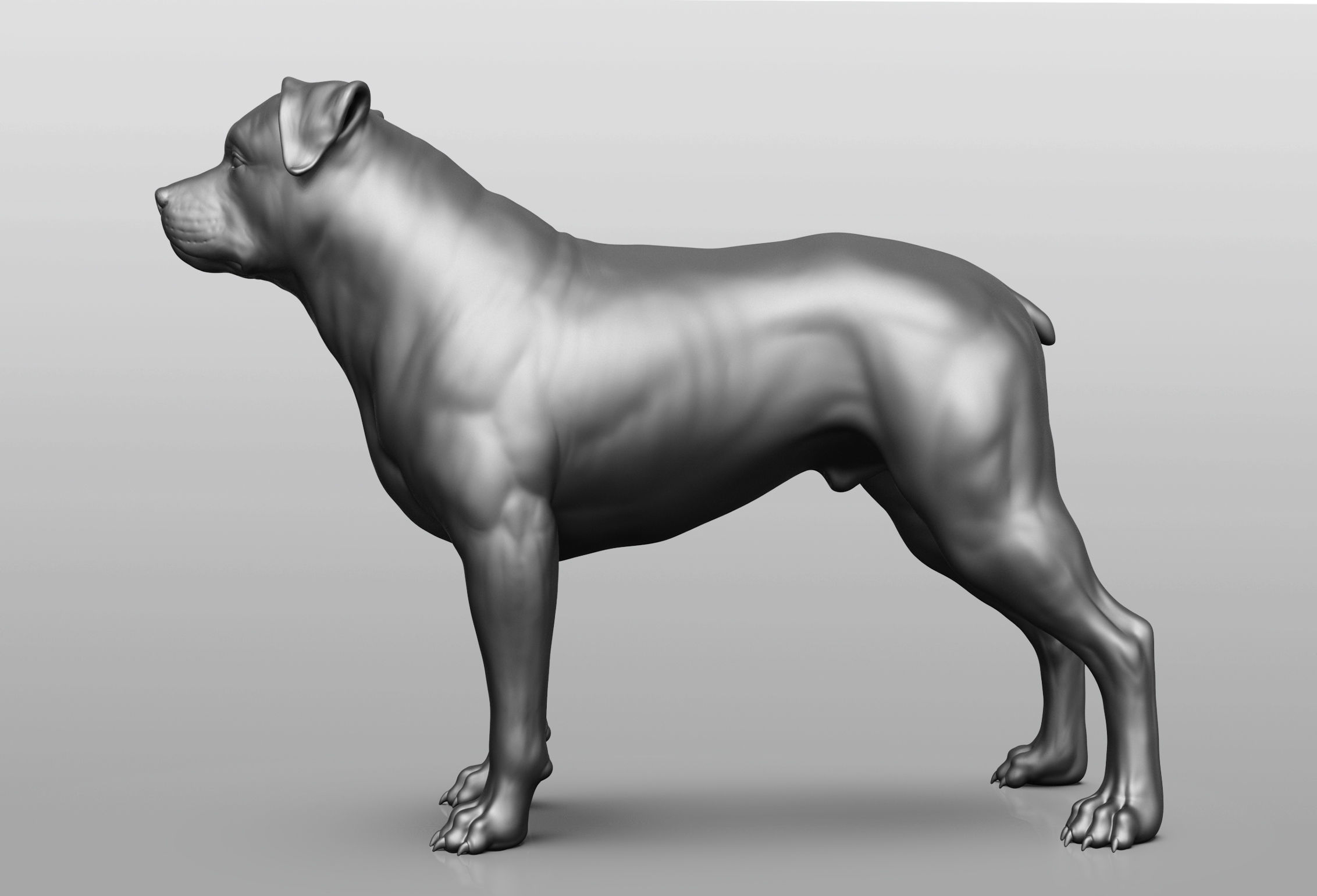 Dog breed collection  8 types of dogs 3D model_20