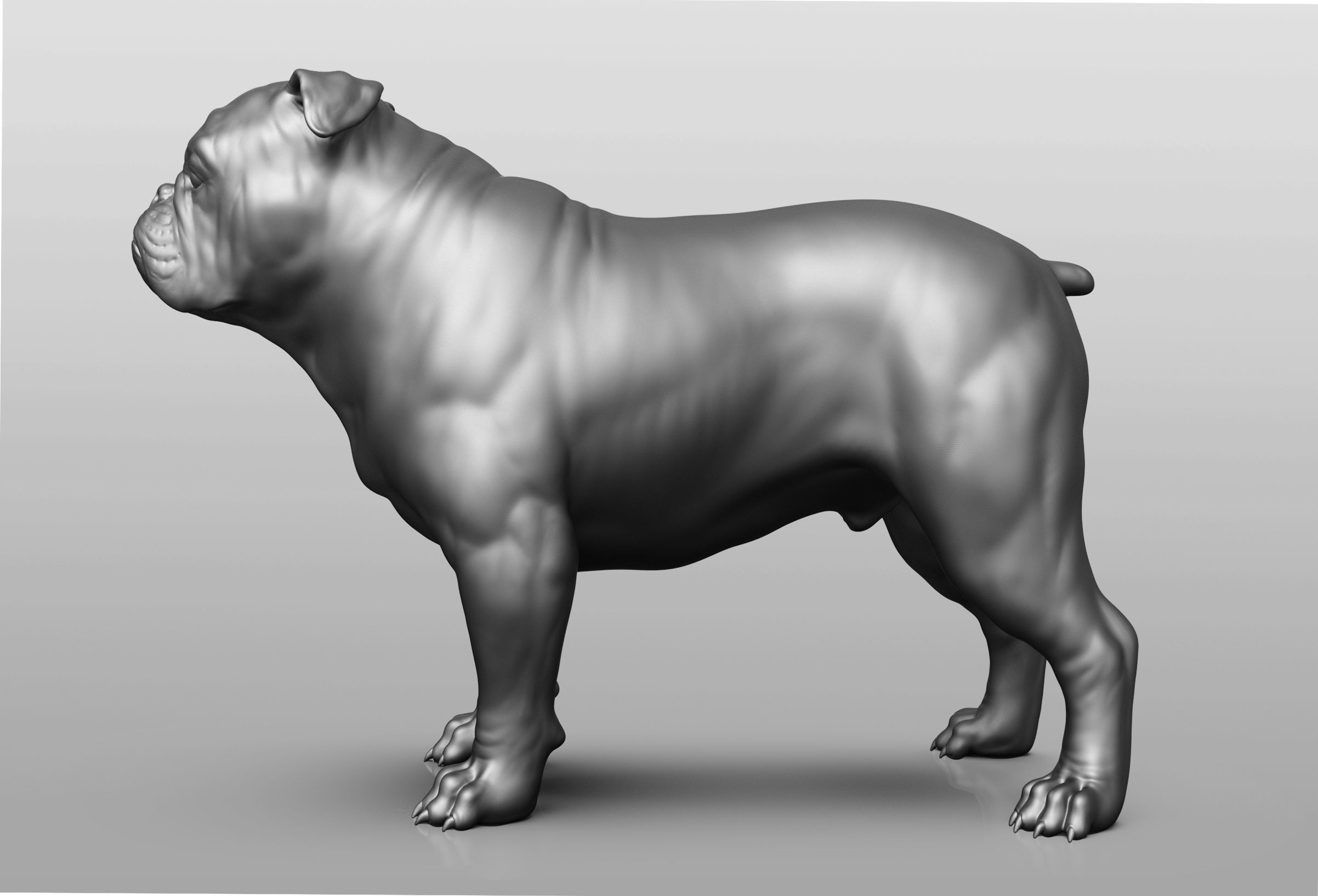 Dog breed collection  8 types of dogs 3D model_3