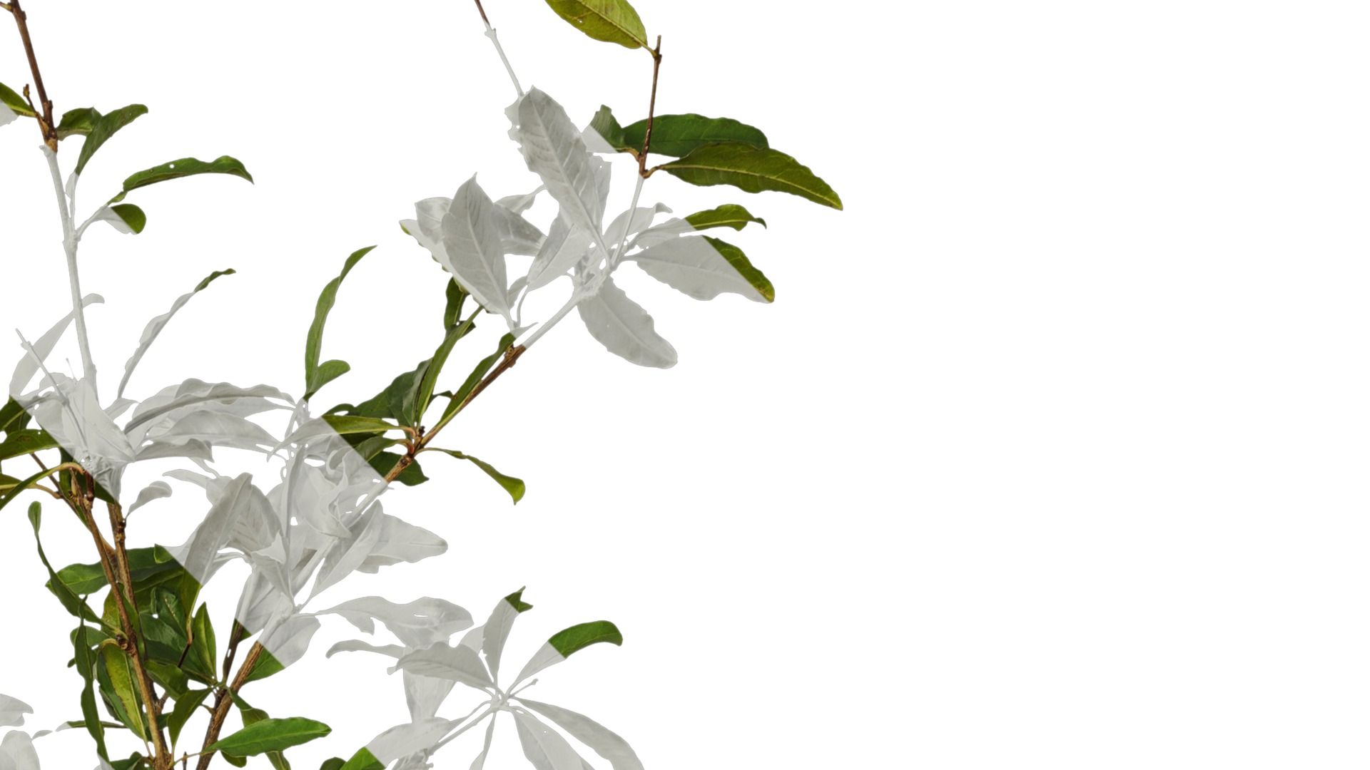 Anydrafts Punica granatum Atlas 17 Texture_2