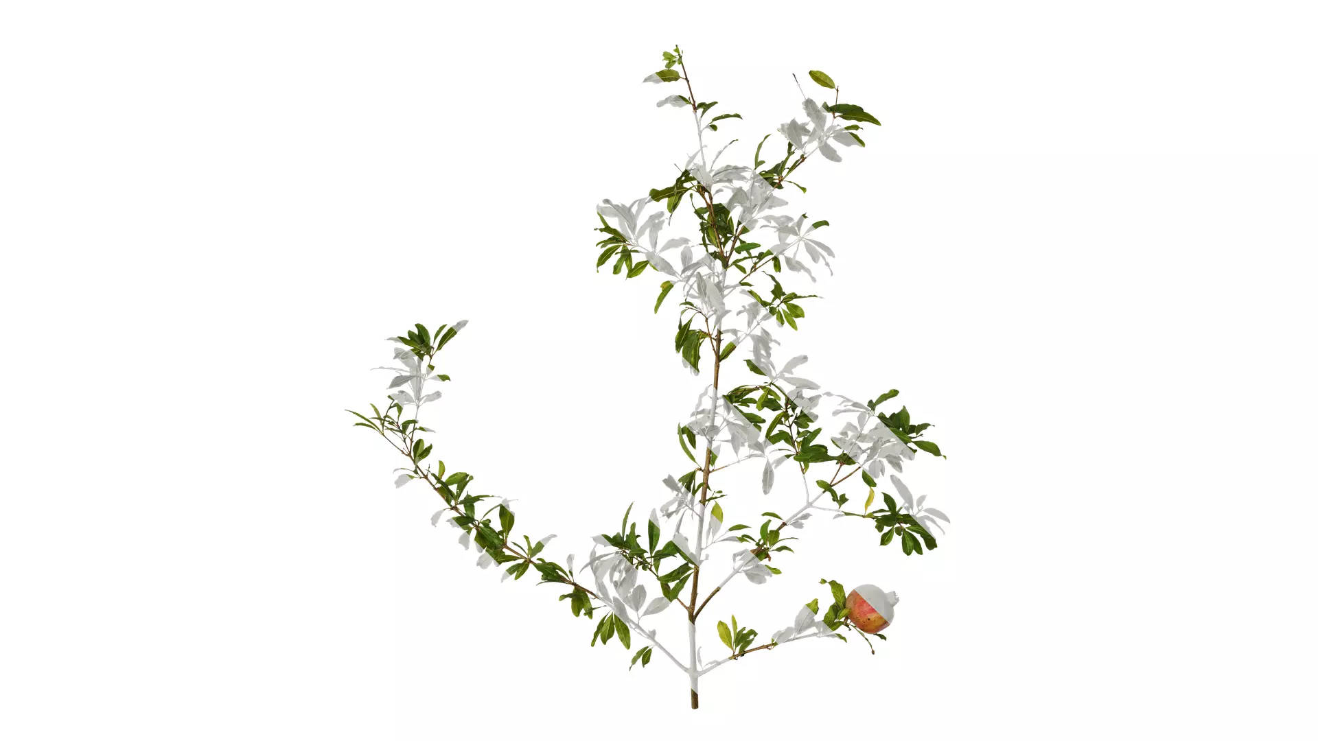 Anydrafts Punica granatum Atlas 17 Texture_0