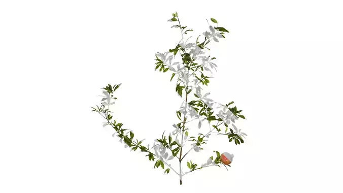 Anydrafts Punica granatum Atlas 17