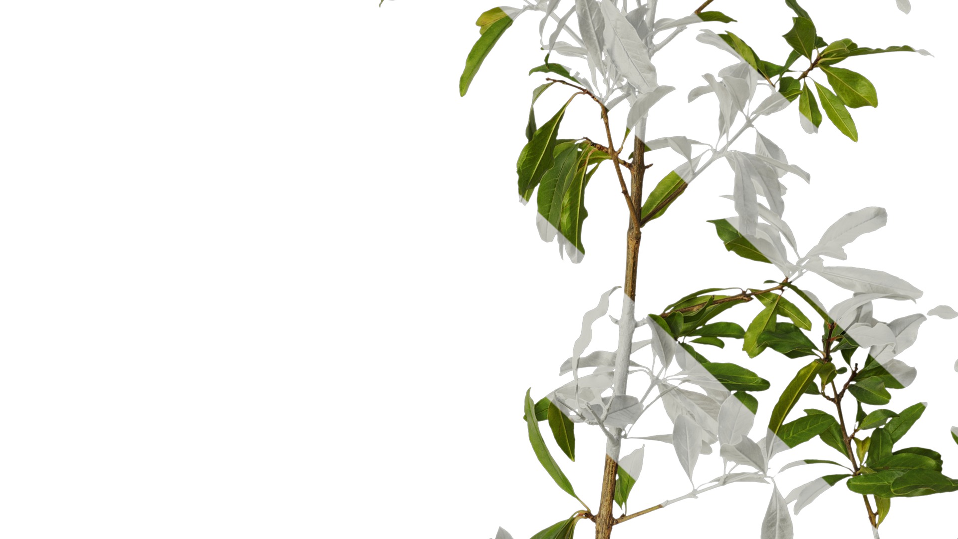 Anydrafts Punica granatum Atlas 17 Texture_7