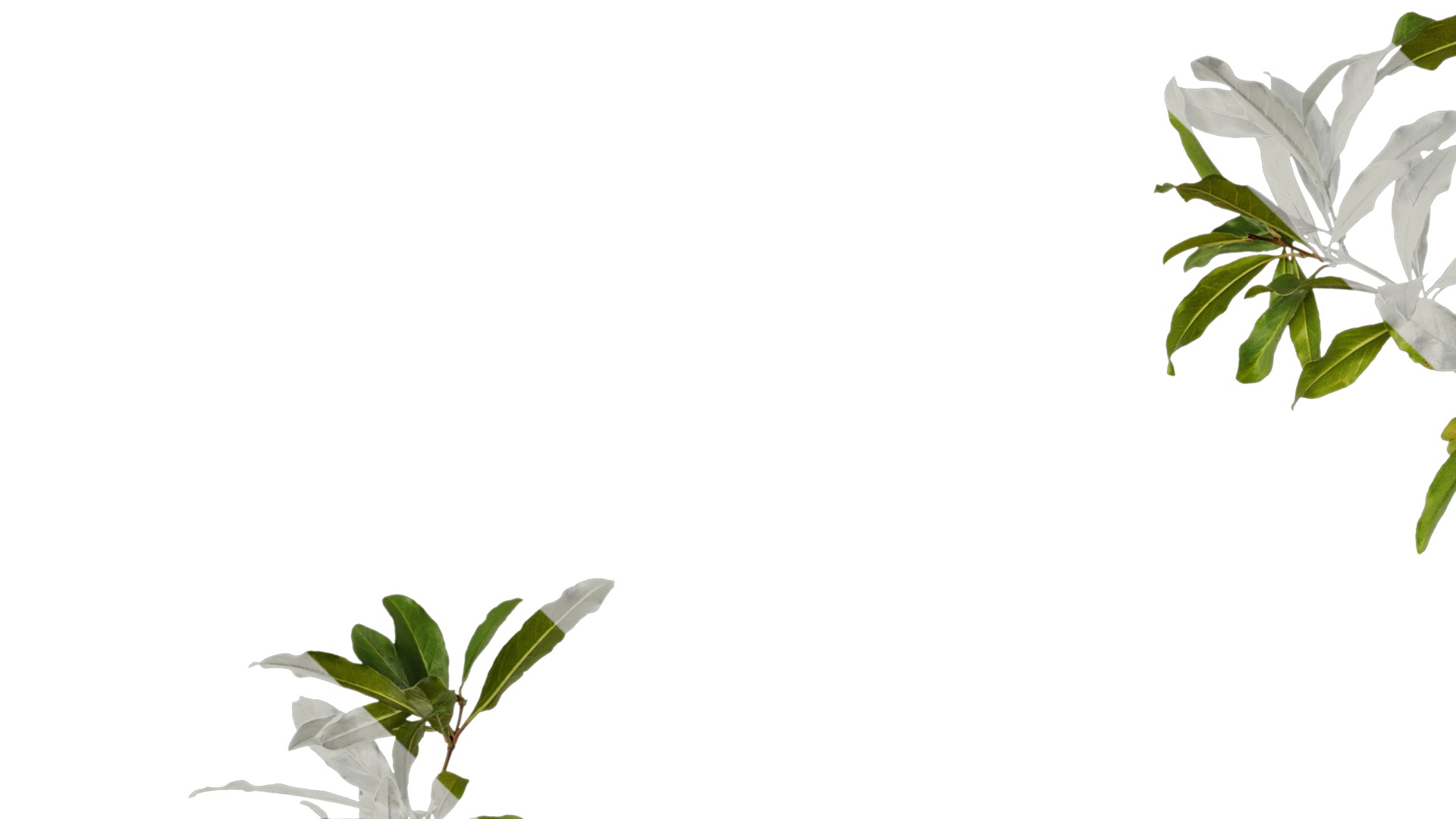 Anydrafts Punica granatum Atlas 17 Texture_3