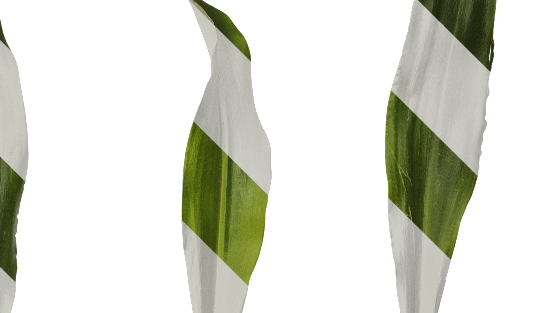 Anydrafts Rohdea japonica Leaf 01 Texture_2