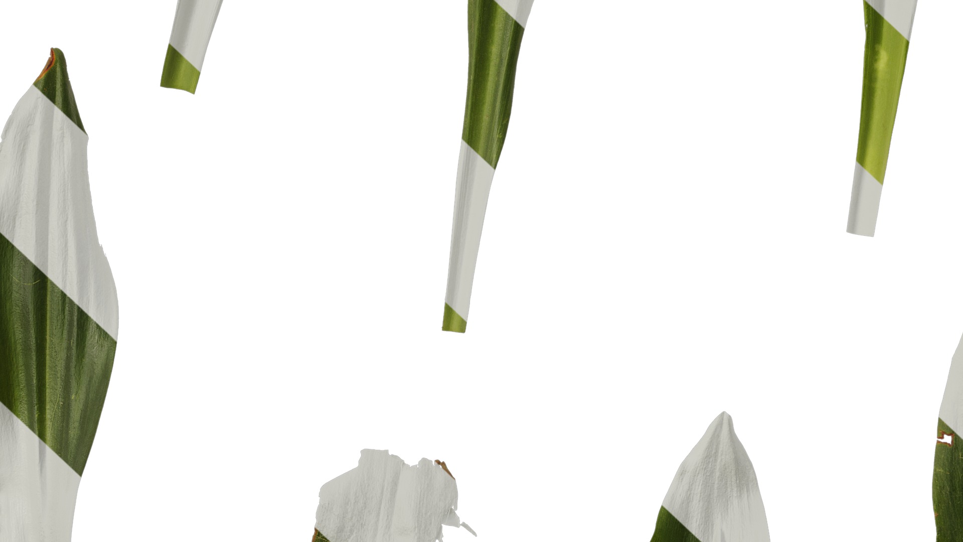 Anydrafts Rohdea japonica Leaf 01 Texture_7