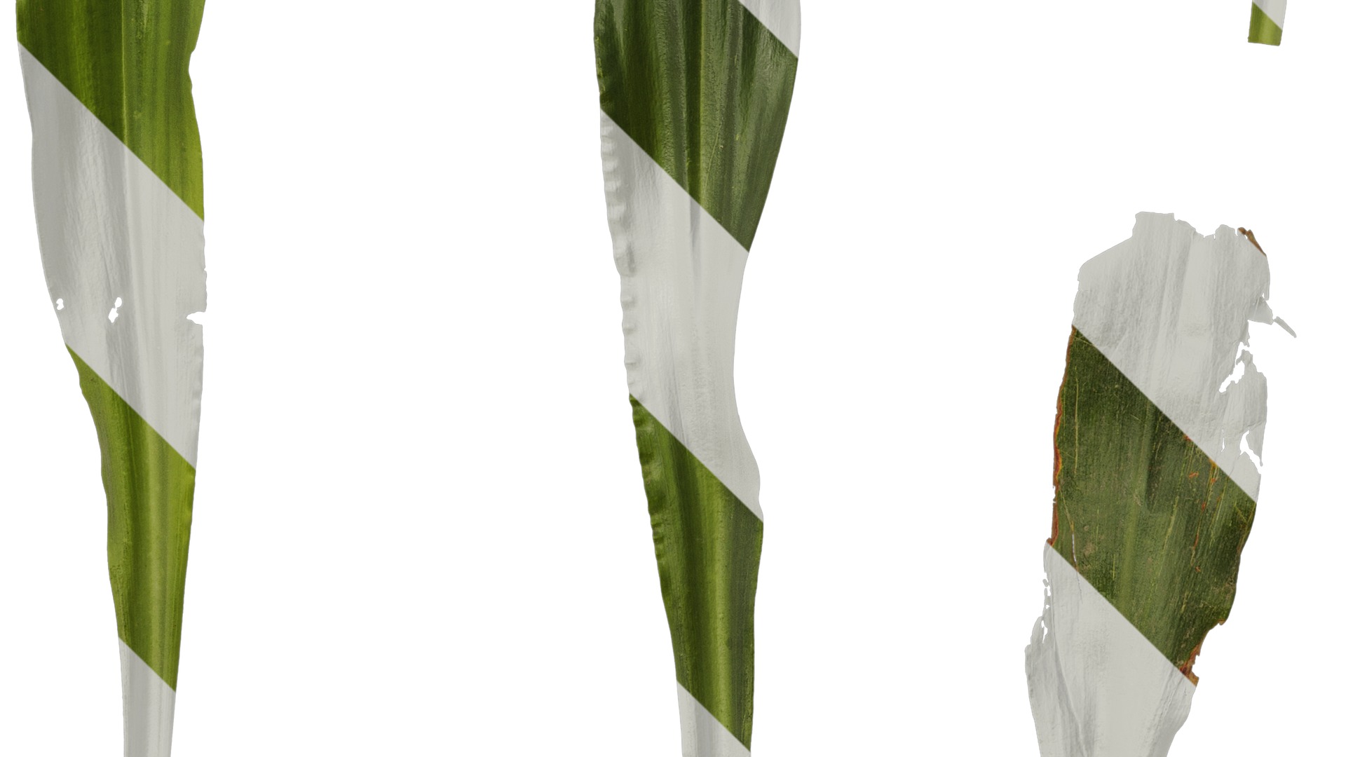 Anydrafts Rohdea japonica Leaf 01 Texture_5