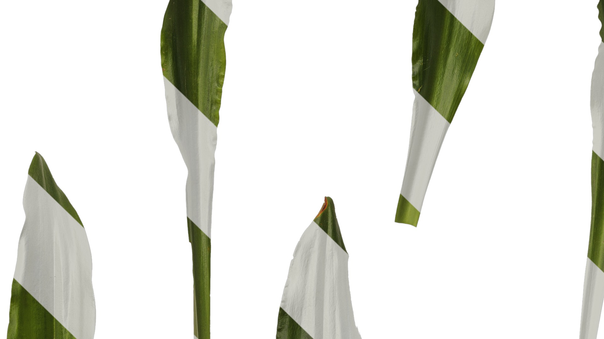 Anydrafts Rohdea japonica Leaf 01 Texture_3