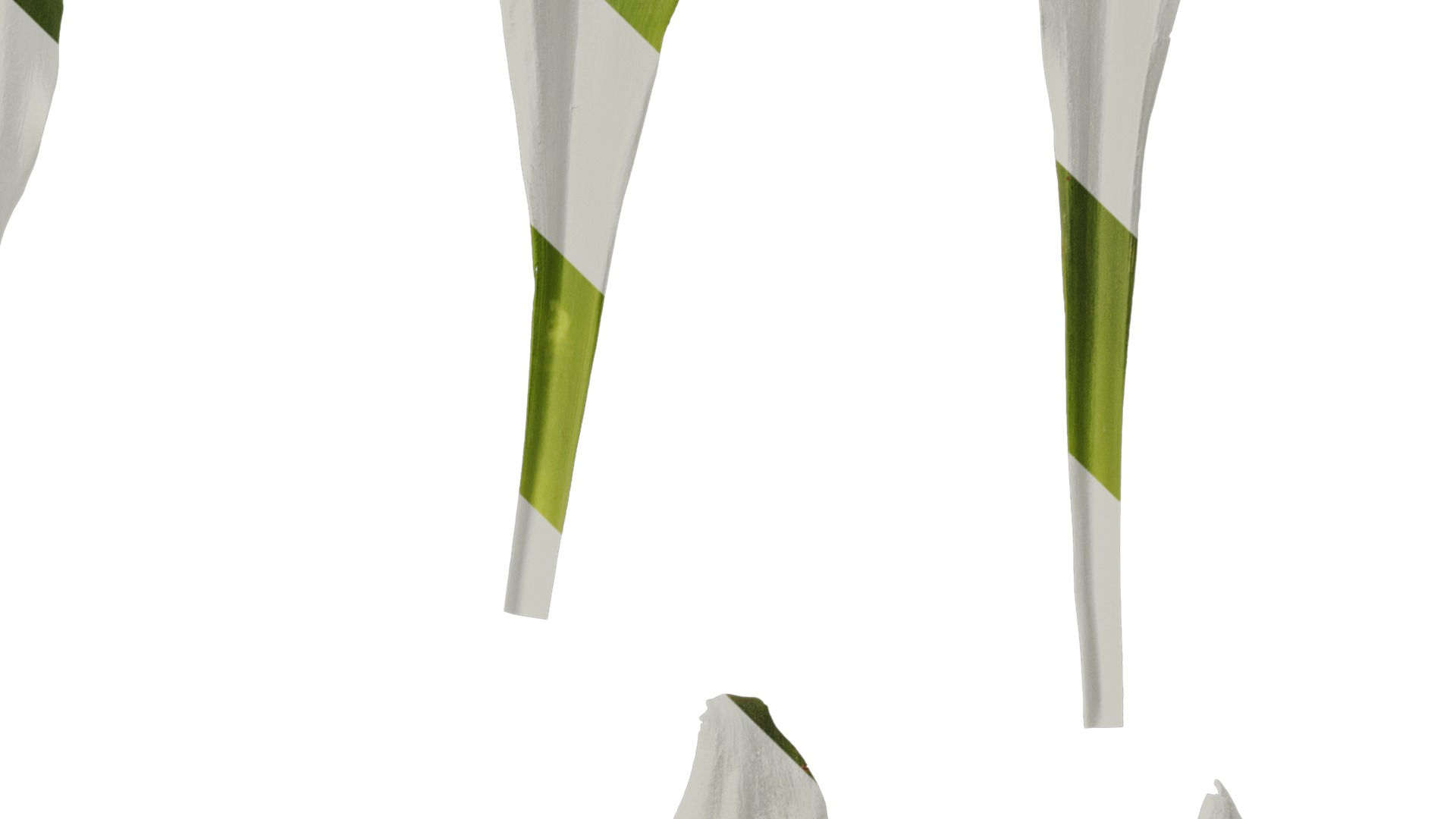 Anydrafts Rohdea japonica Leaf 01 Texture_4