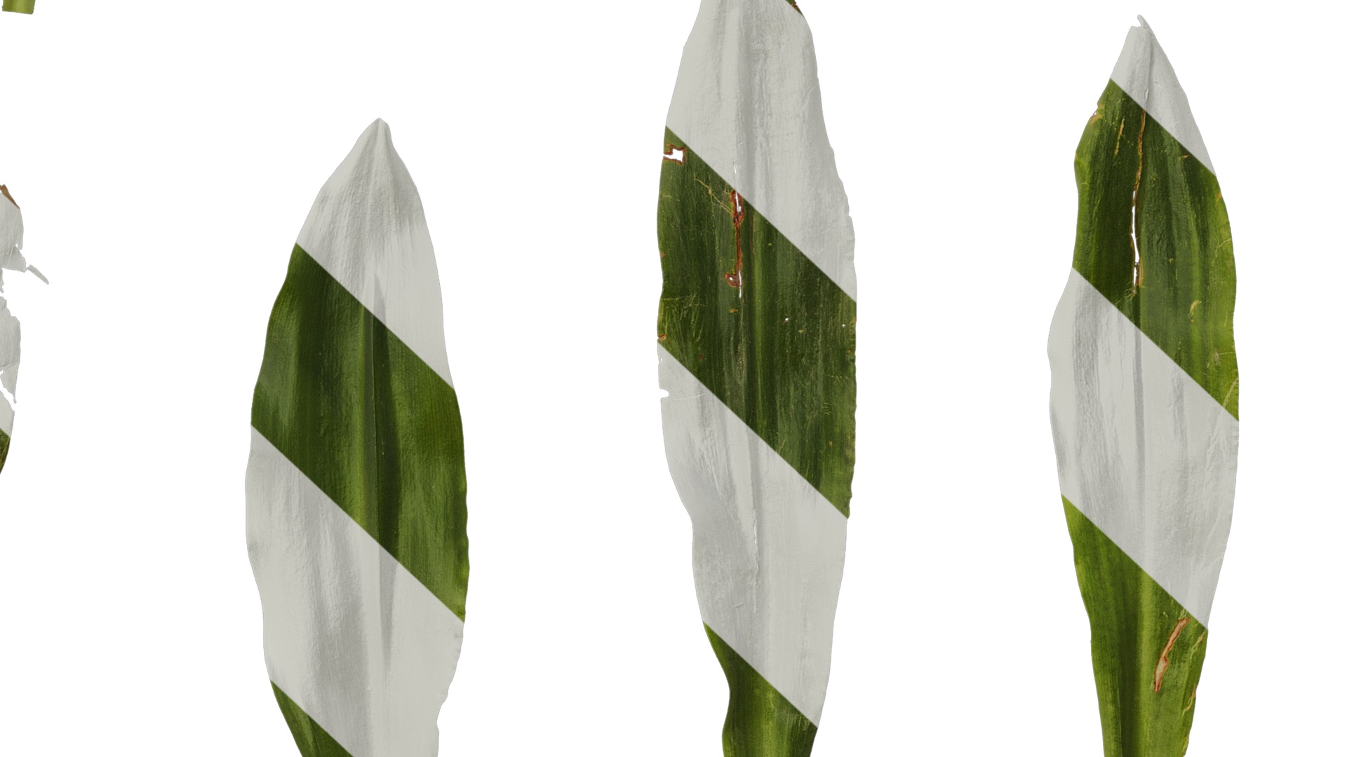 Anydrafts Rohdea japonica Leaf 01 Texture_6