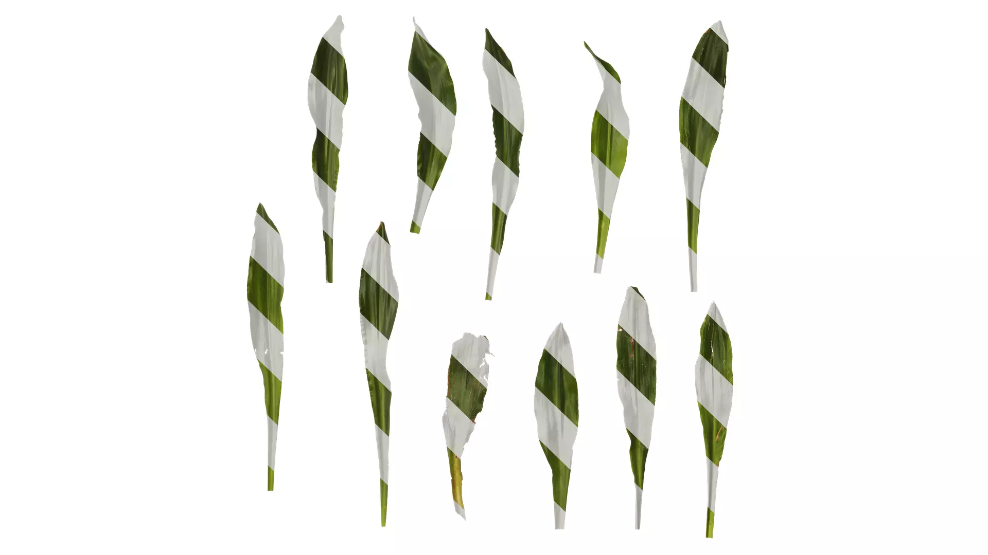 Anydrafts Rohdea japonica Leaf 01 Texture_0