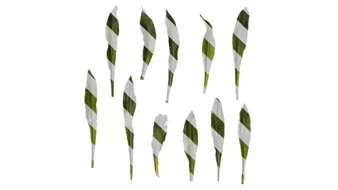 Anydrafts Rohdea japonica Leaf 01