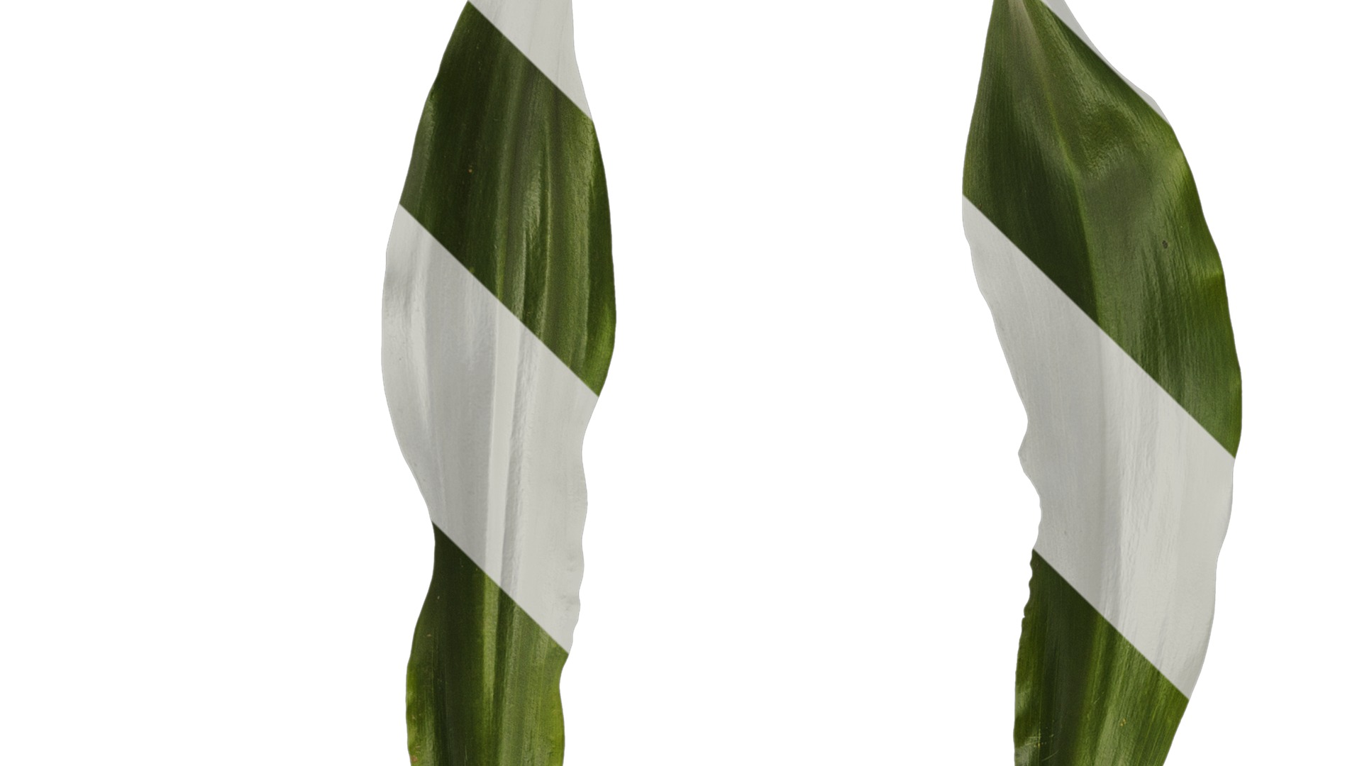 Anydrafts Rohdea japonica Leaf 01 Texture_1