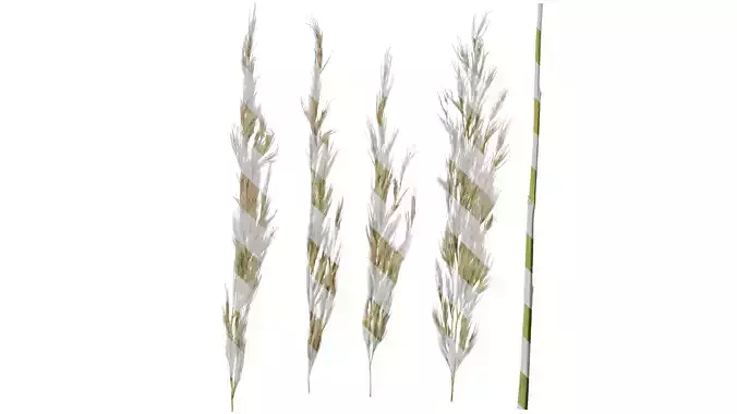 Anydrafts Saccharum arundinaceum Atlas 03