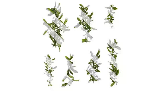 Anydrafts Pyracantha crenatoserrata Atlas 11