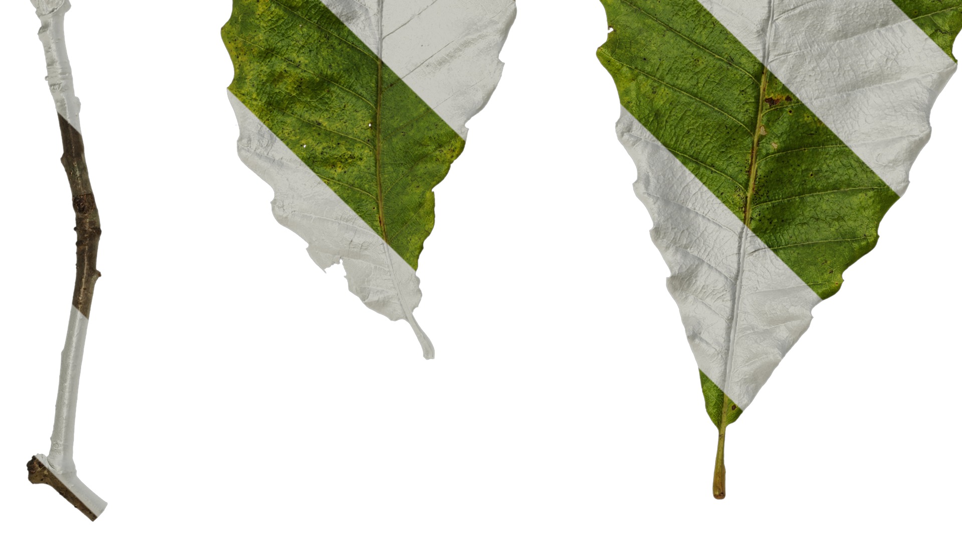 Anydrafts Quercus aliena acutiserrata Leaf 04 Texture_3