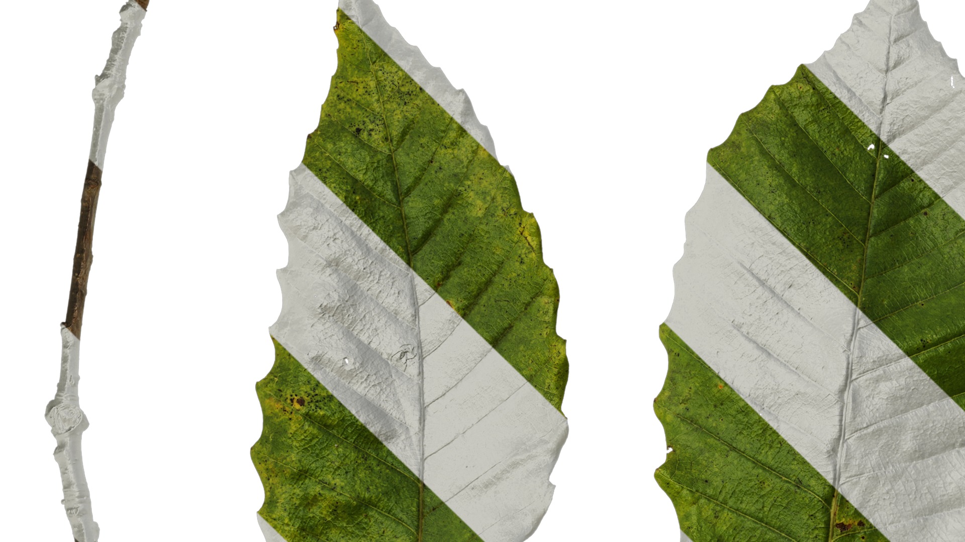 Anydrafts Quercus aliena acutiserrata Leaf 04 Texture_1