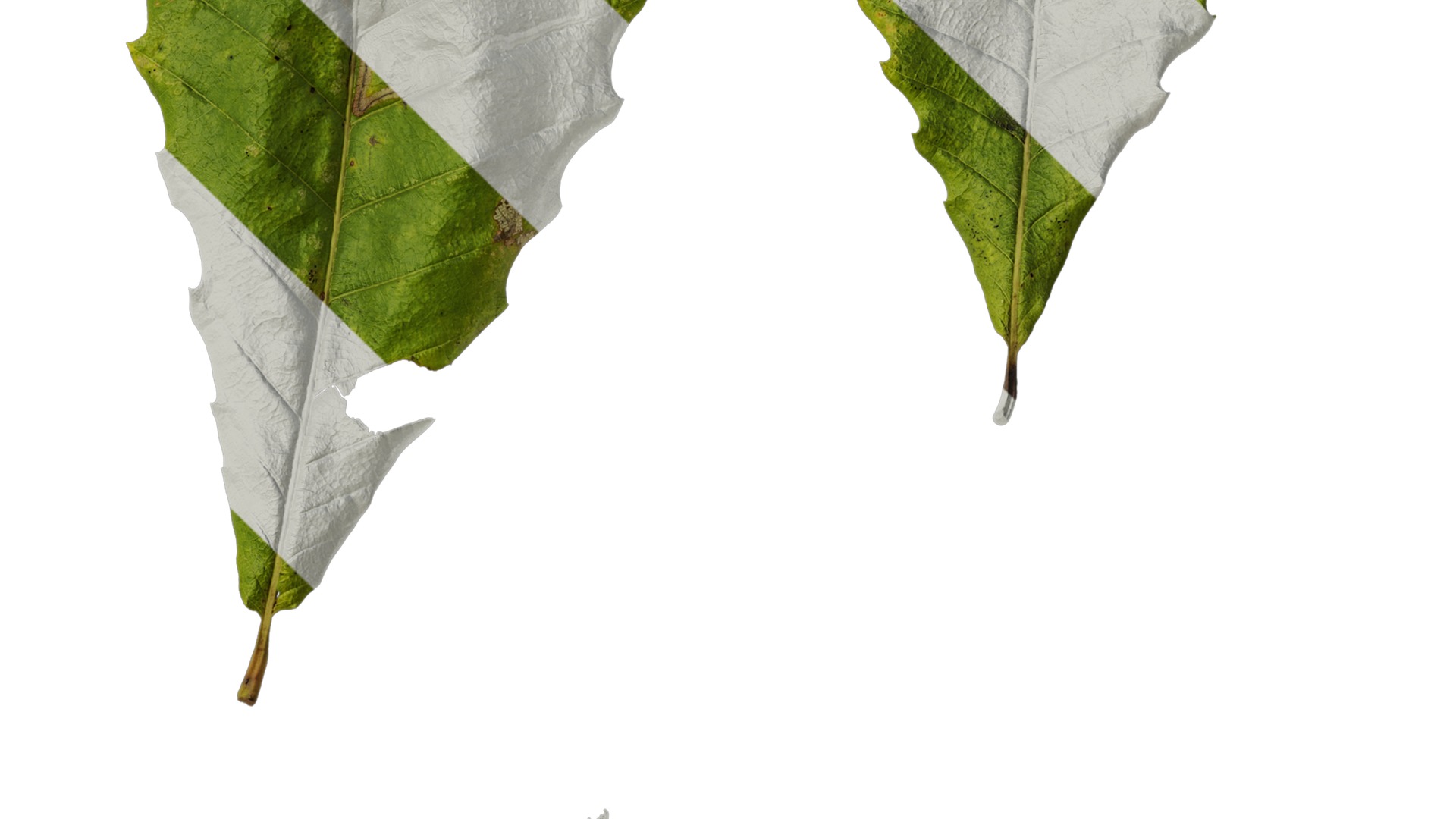 Anydrafts Quercus aliena acutiserrata Leaf 04 Texture_4