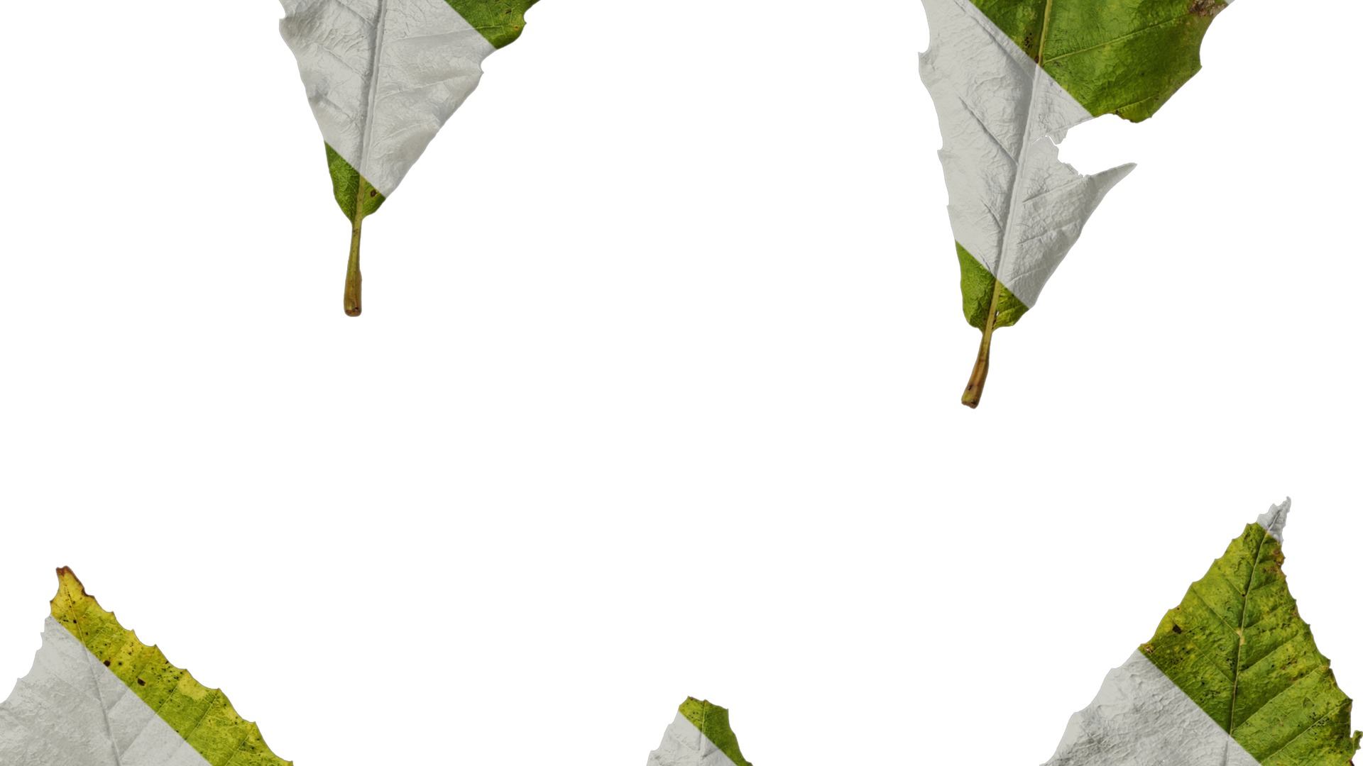 Anydrafts Quercus aliena acutiserrata Leaf 04 Texture_7