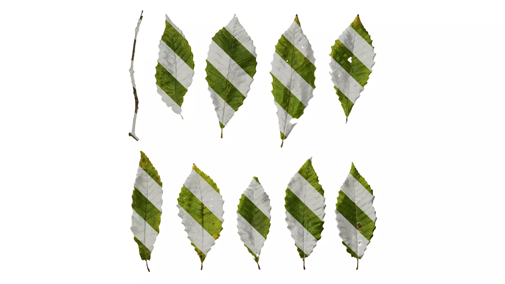 Anydrafts Quercus aliena acutiserrata Leaf 04 Texture_0