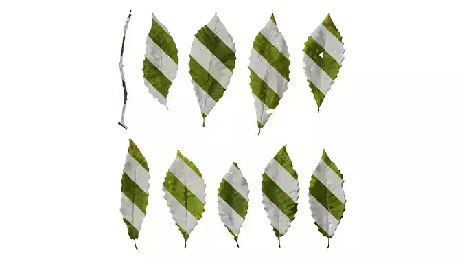 Anydrafts Quercus aliena acutiserrata Leaf 04