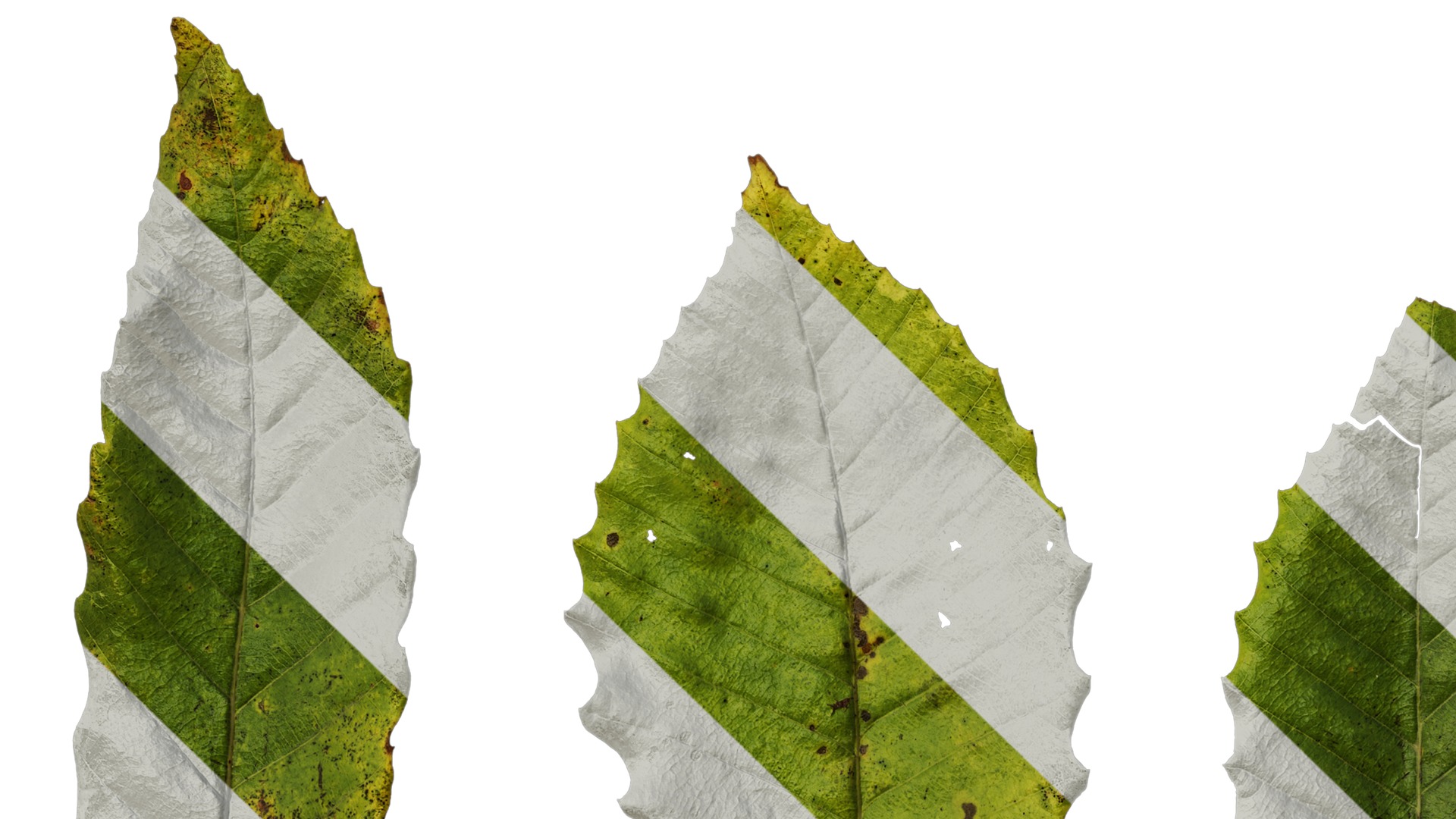 Anydrafts Quercus aliena acutiserrata Leaf 04 Texture_5