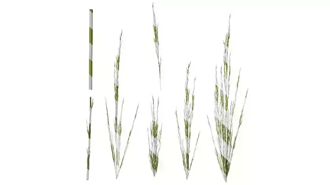 Anydrafts Saccharum arundinaceum Atlas 06