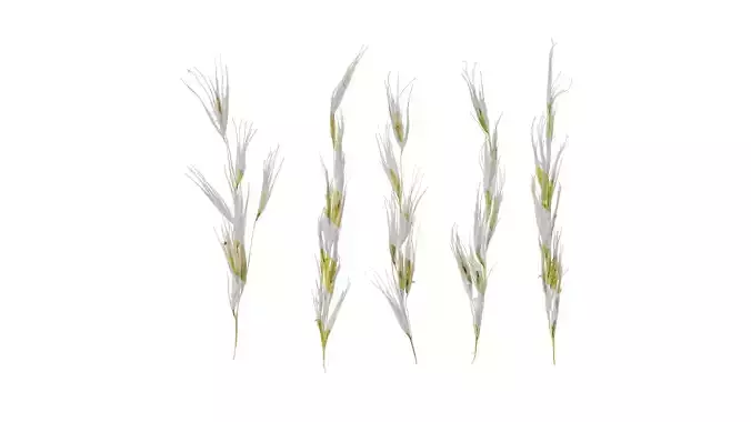 Anydrafts Saccharum arundinaceum Inflorescence 01