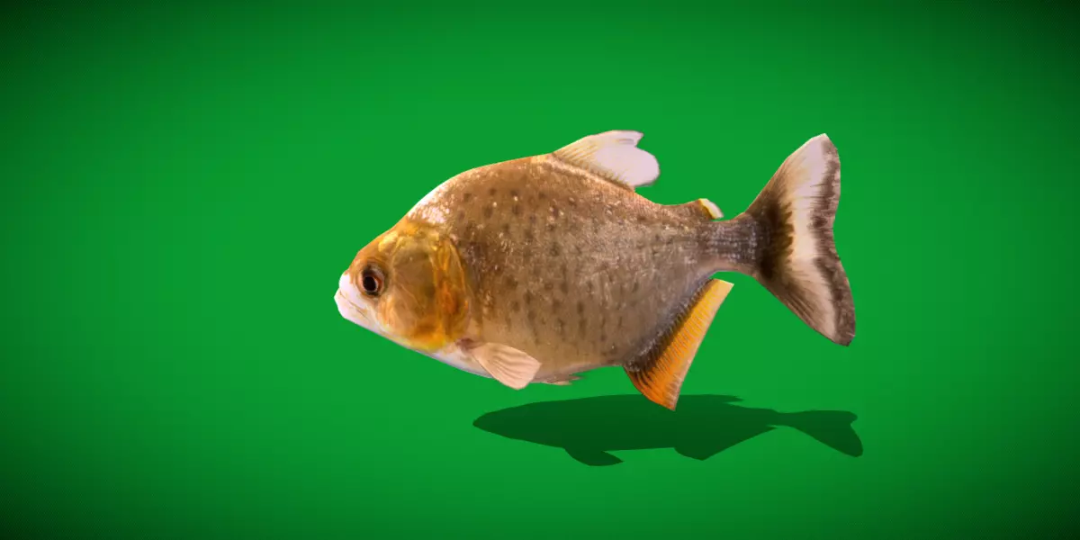 Black Piranha Fish Low-poly 3D model