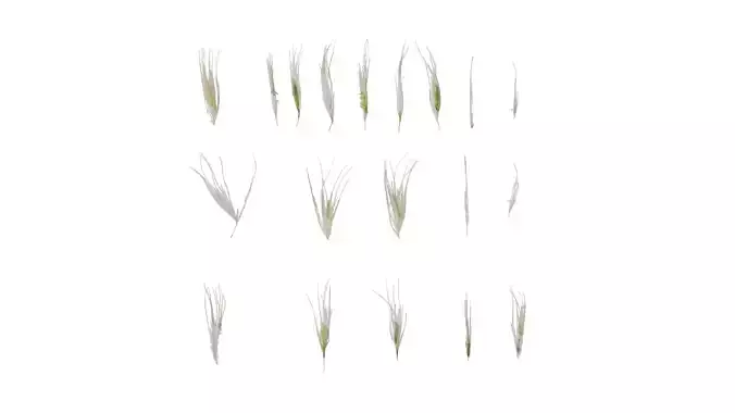 Anydrafts Saccharum arundinaceum Inflorescence 02