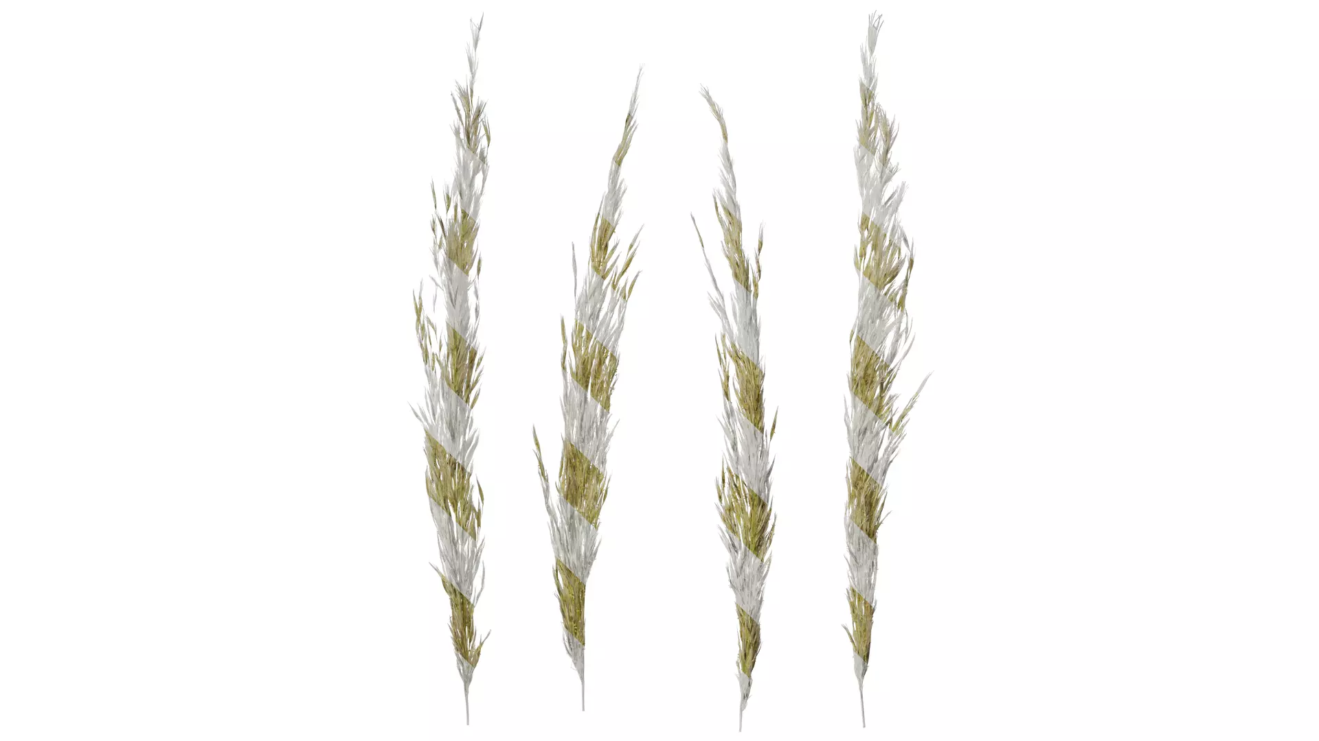 Anydrafts Saccharum arundinaceum Inflorescence 03 Texture_0