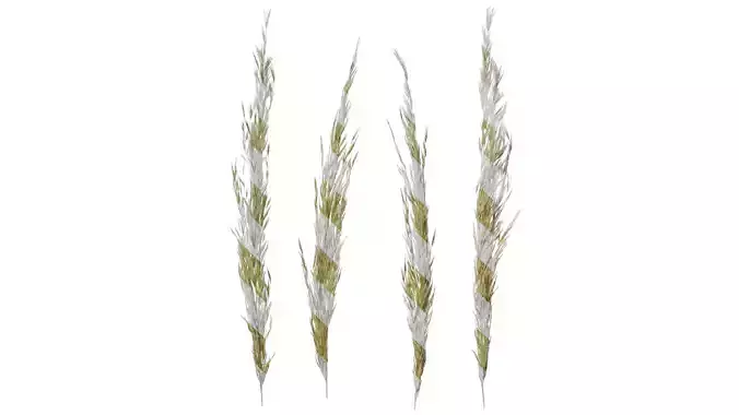 Anydrafts Saccharum arundinaceum Inflorescence 03