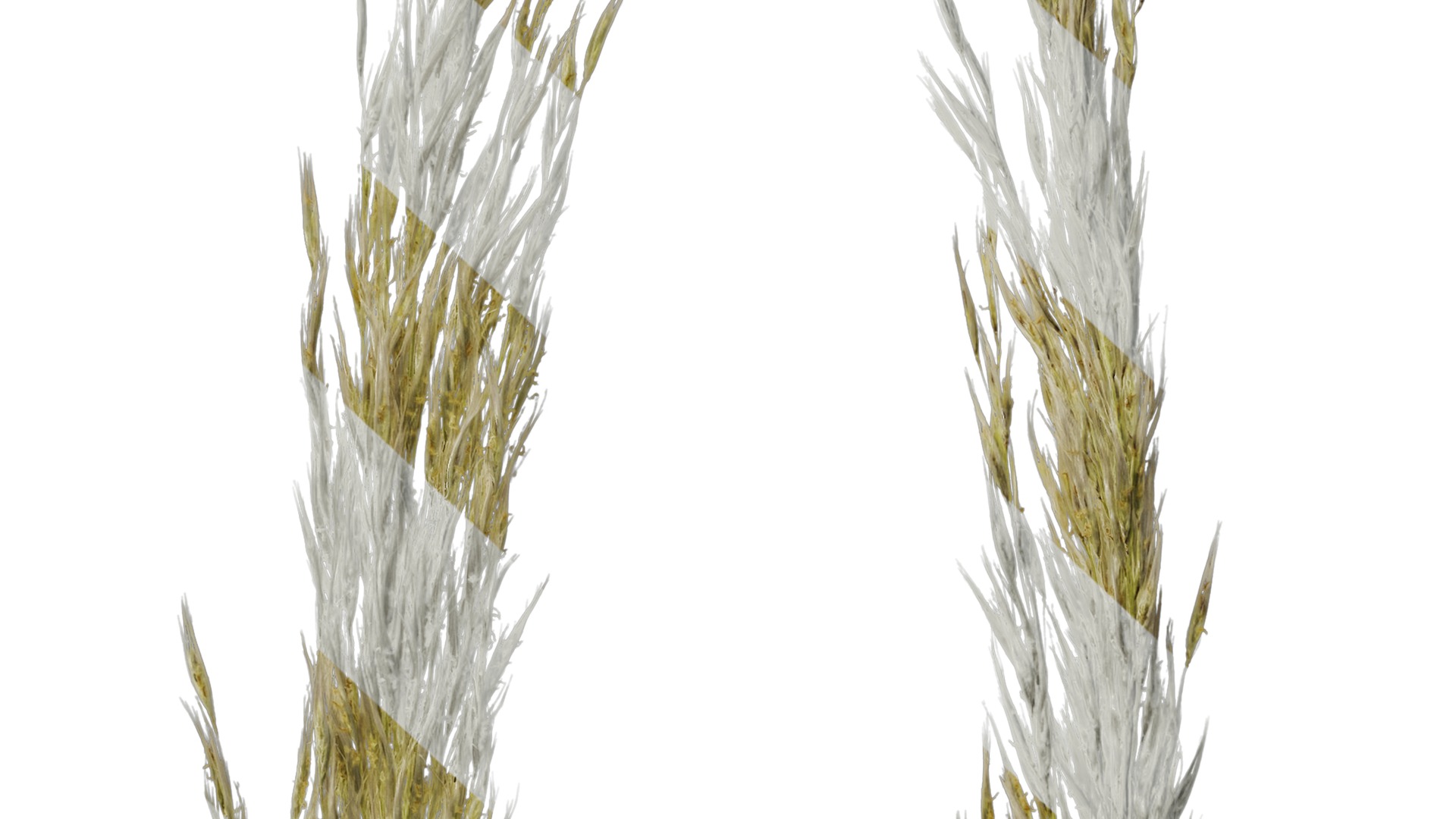 Anydrafts Saccharum arundinaceum Inflorescence 03 Texture_7