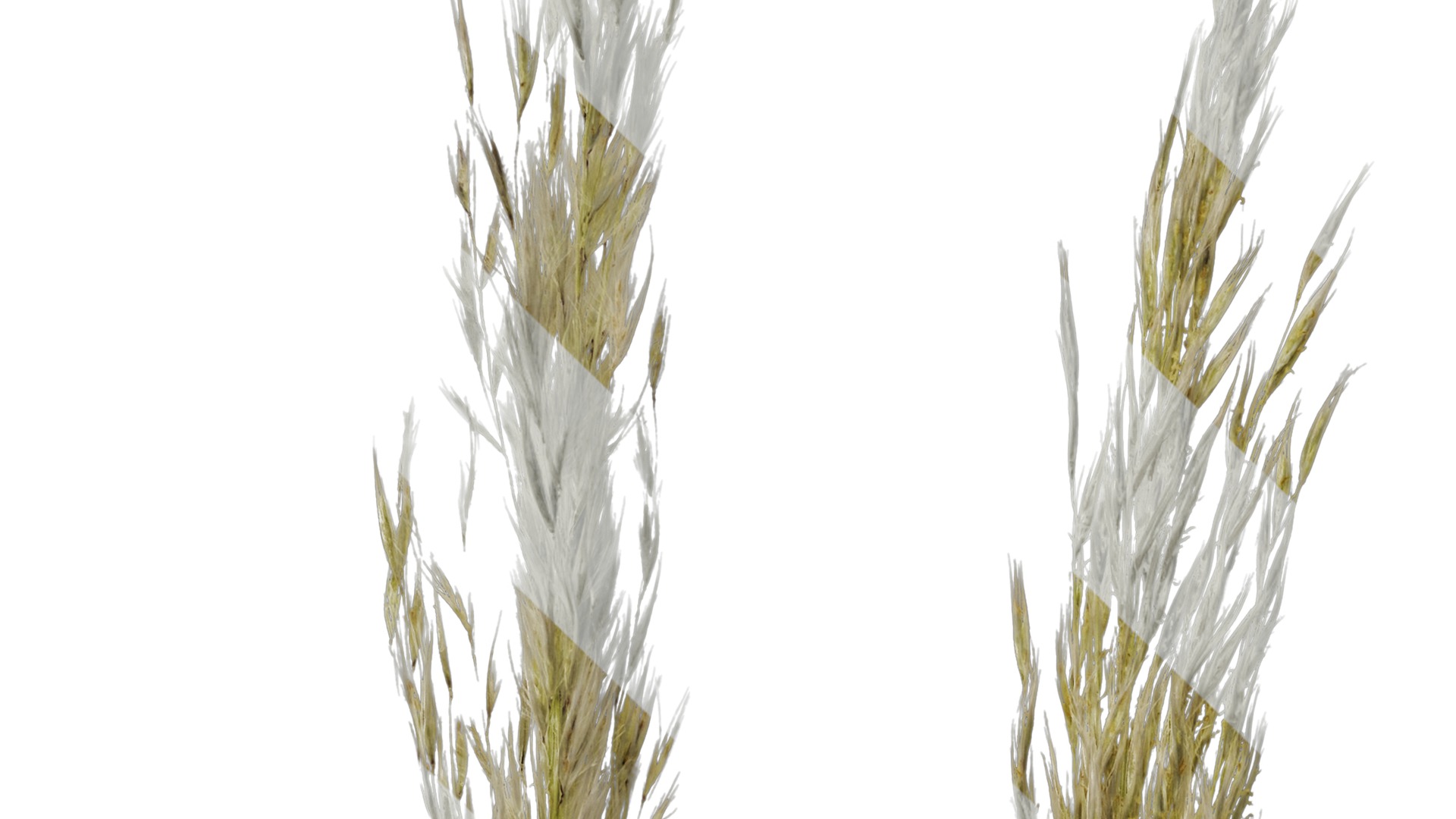 Anydrafts Saccharum arundinaceum Inflorescence 03 Texture_3