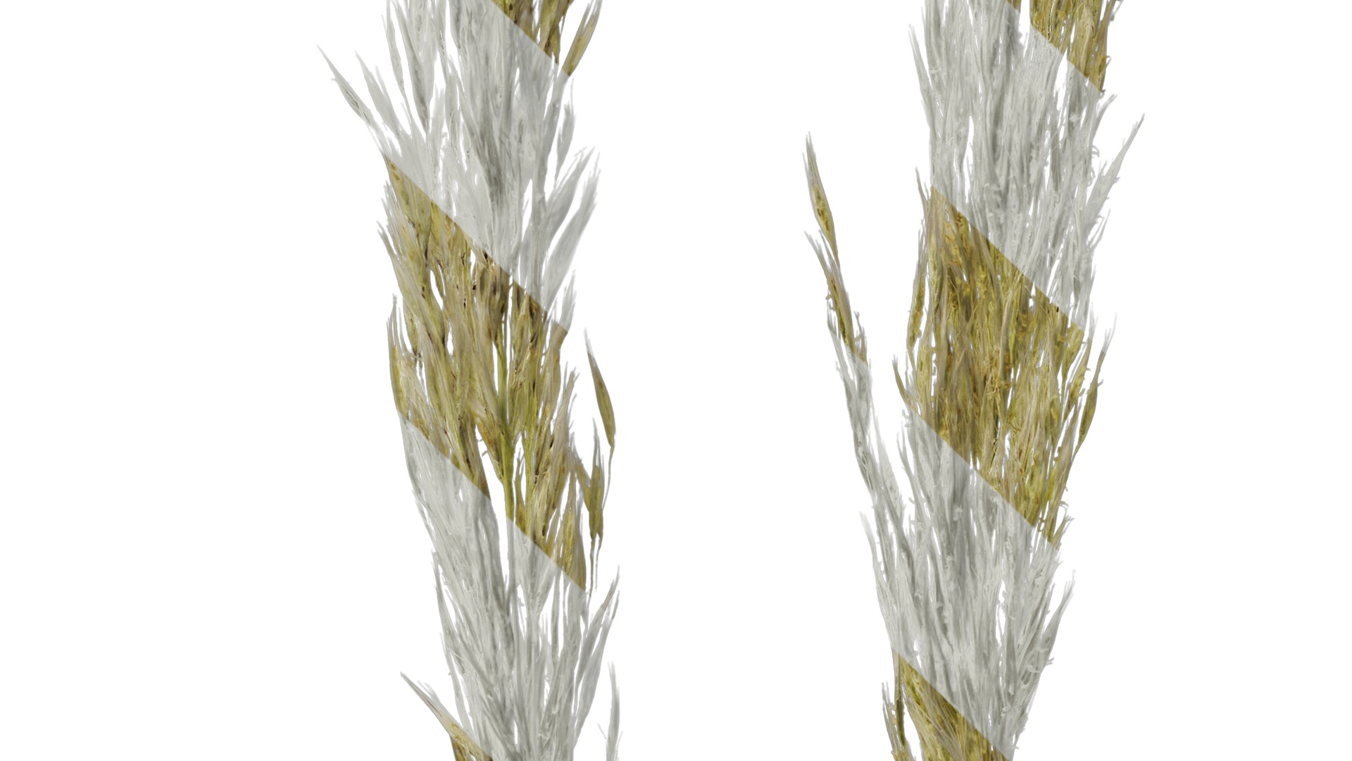 Anydrafts Saccharum arundinaceum Inflorescence 03 Texture_5