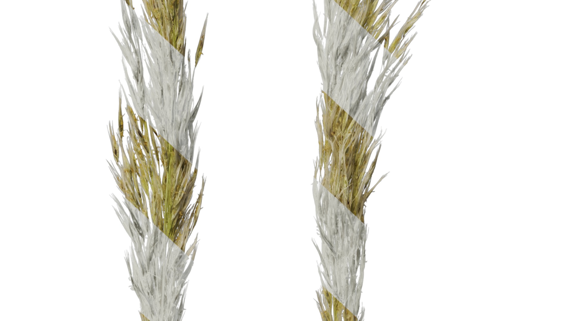 Anydrafts Saccharum arundinaceum Inflorescence 03 Texture_6