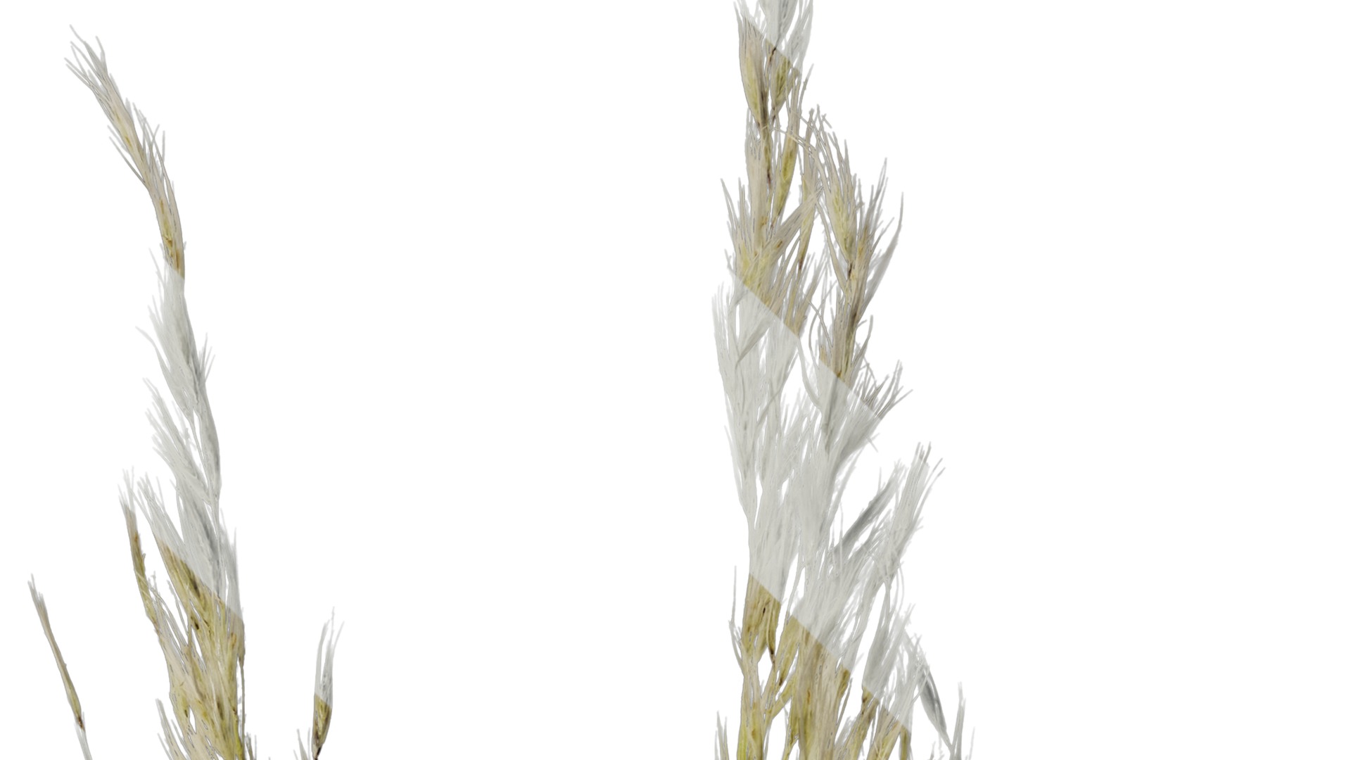 Anydrafts Saccharum arundinaceum Inflorescence 03 Texture_2