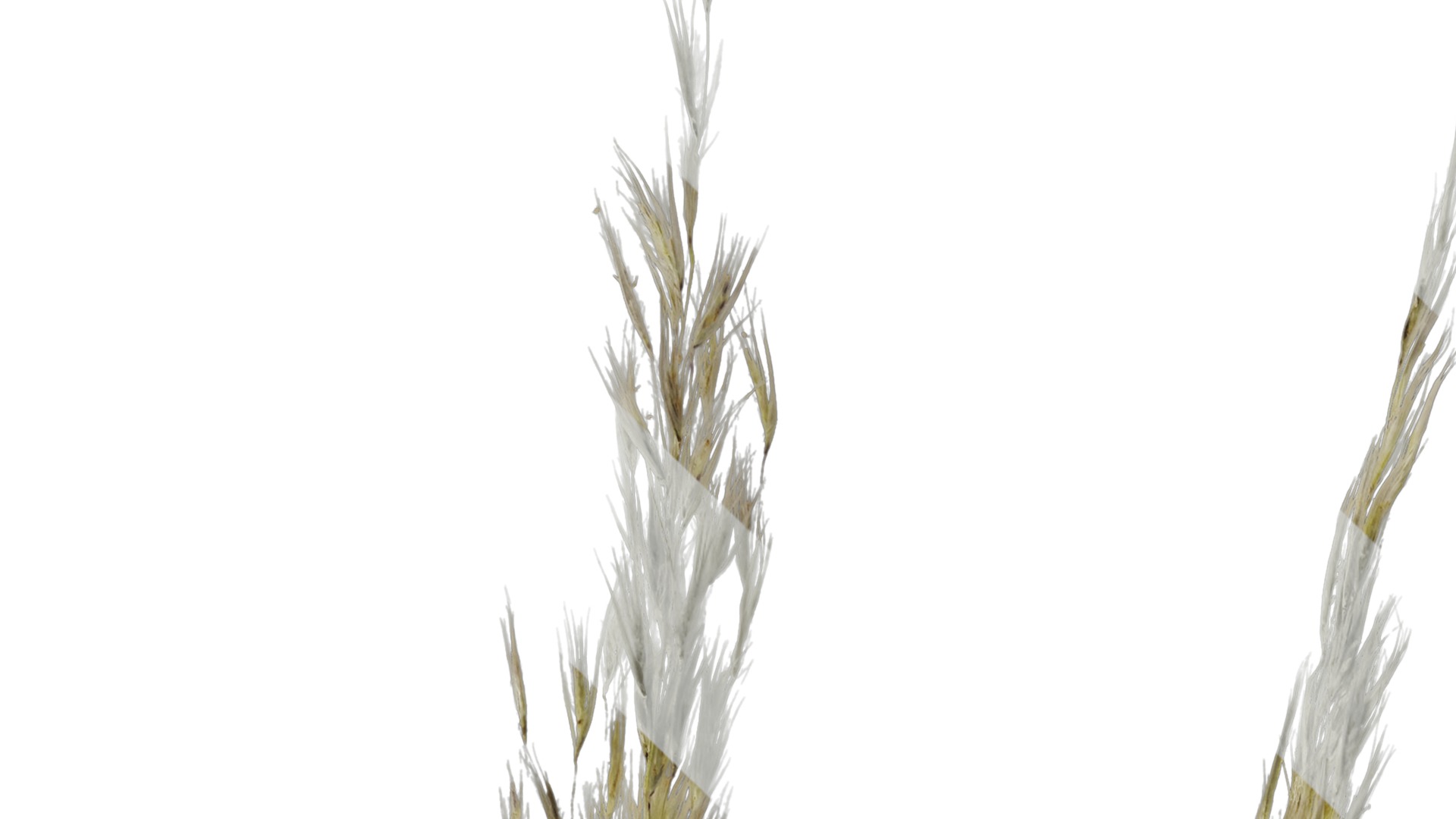 Anydrafts Saccharum arundinaceum Inflorescence 03 Texture_1