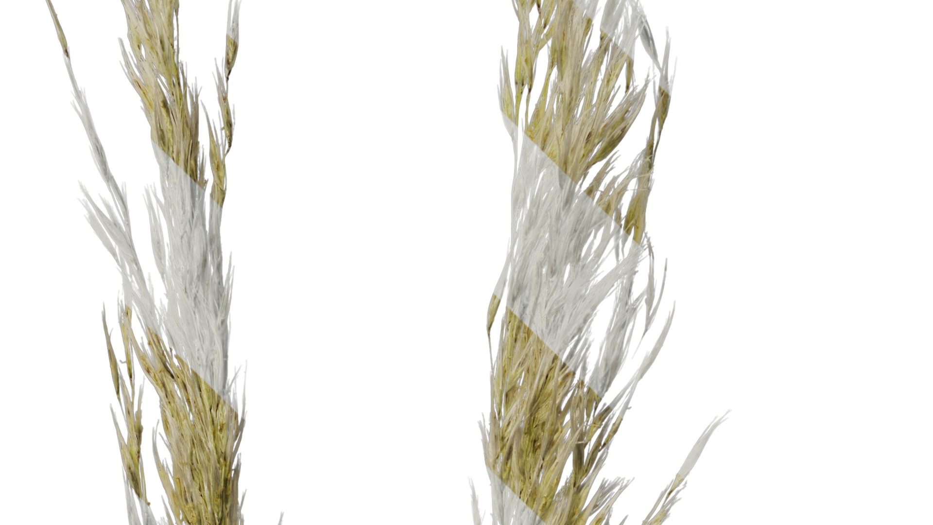 Anydrafts Saccharum arundinaceum Inflorescence 03 Texture_4